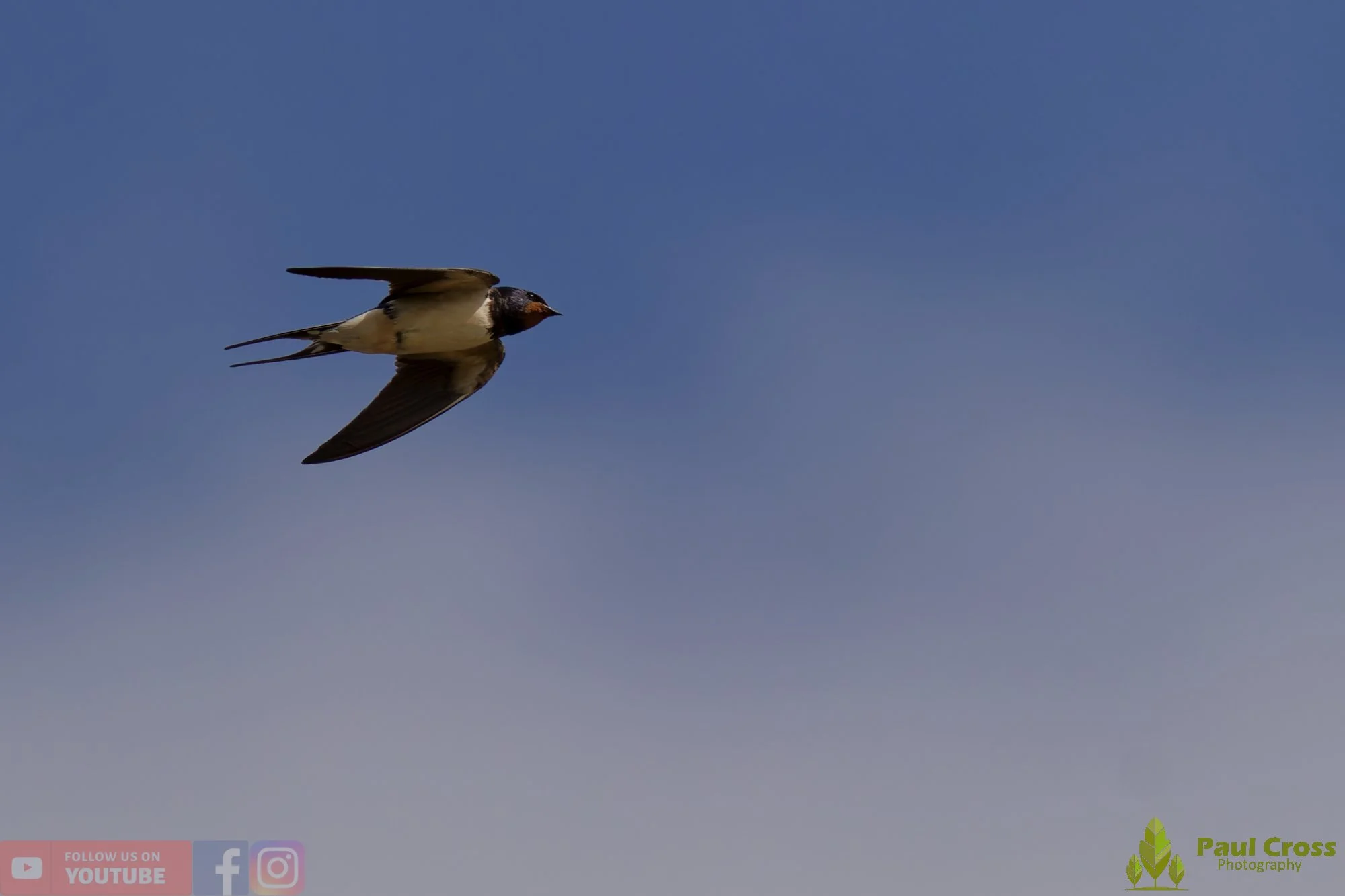 Swallow-00511.jpg