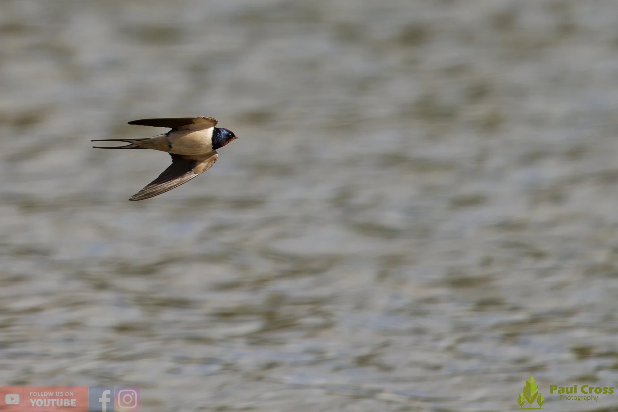 Swallow-00513.jpg