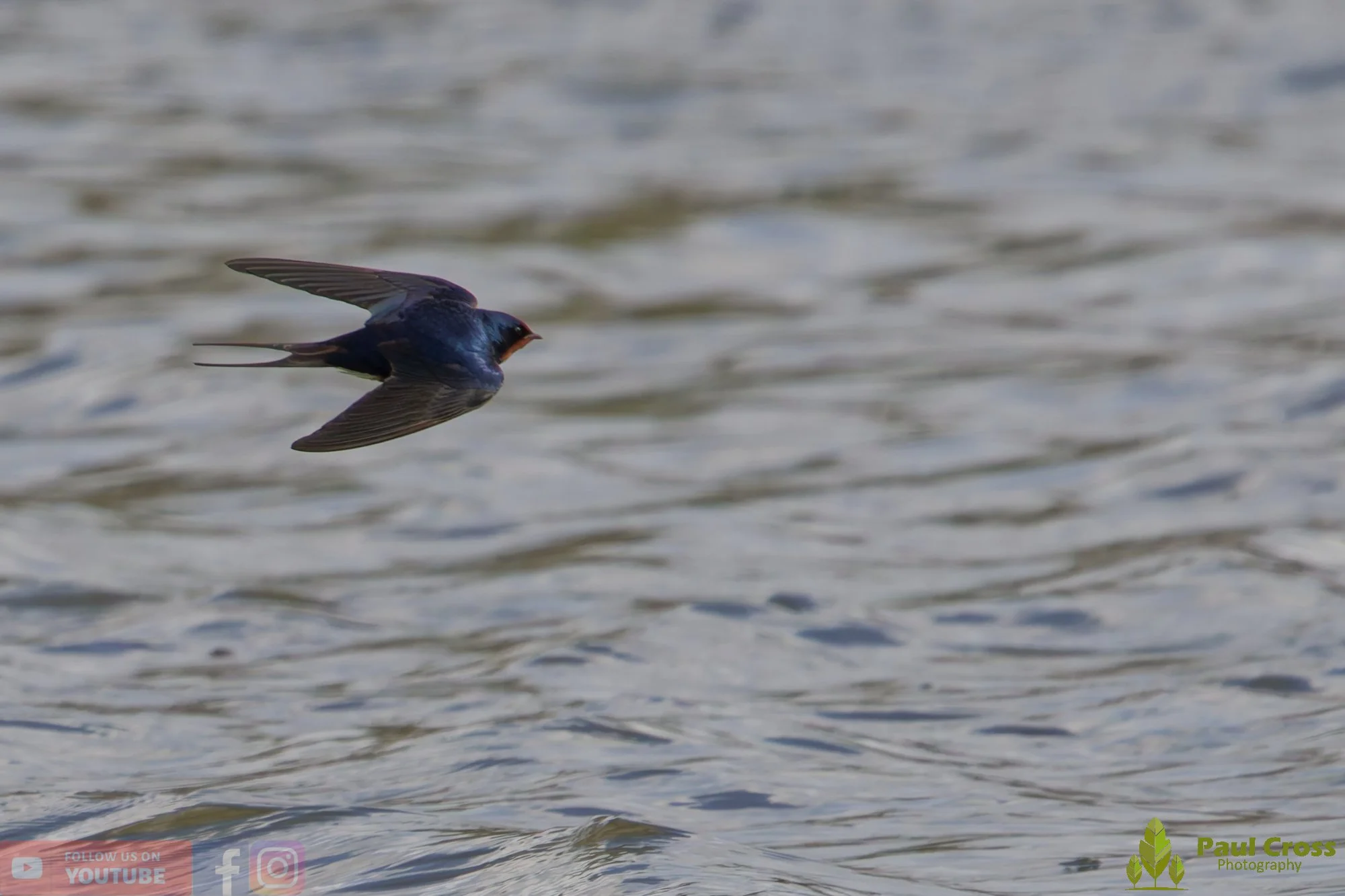 Swallow-00514.jpg