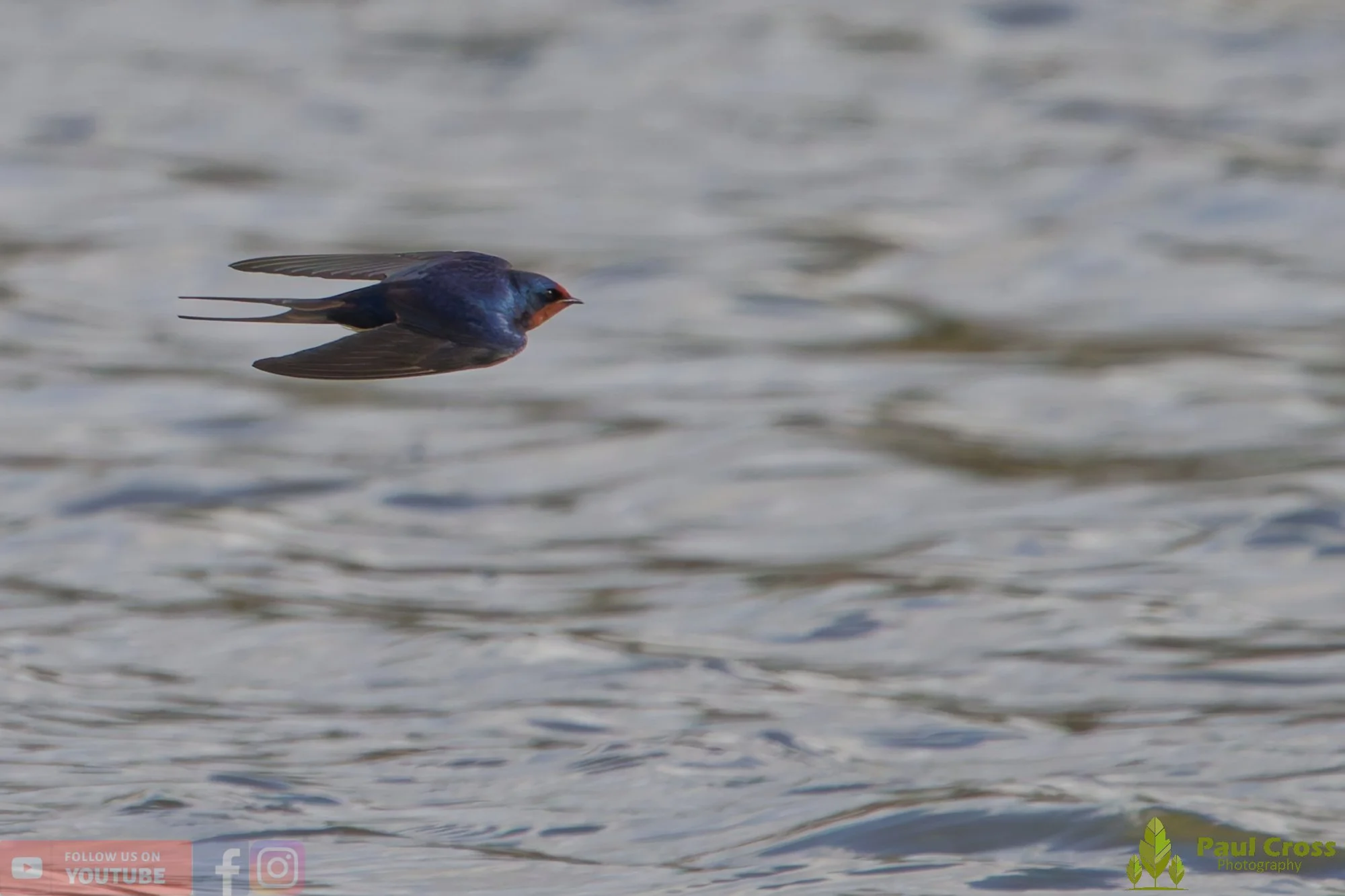 Swallow-00515.jpg