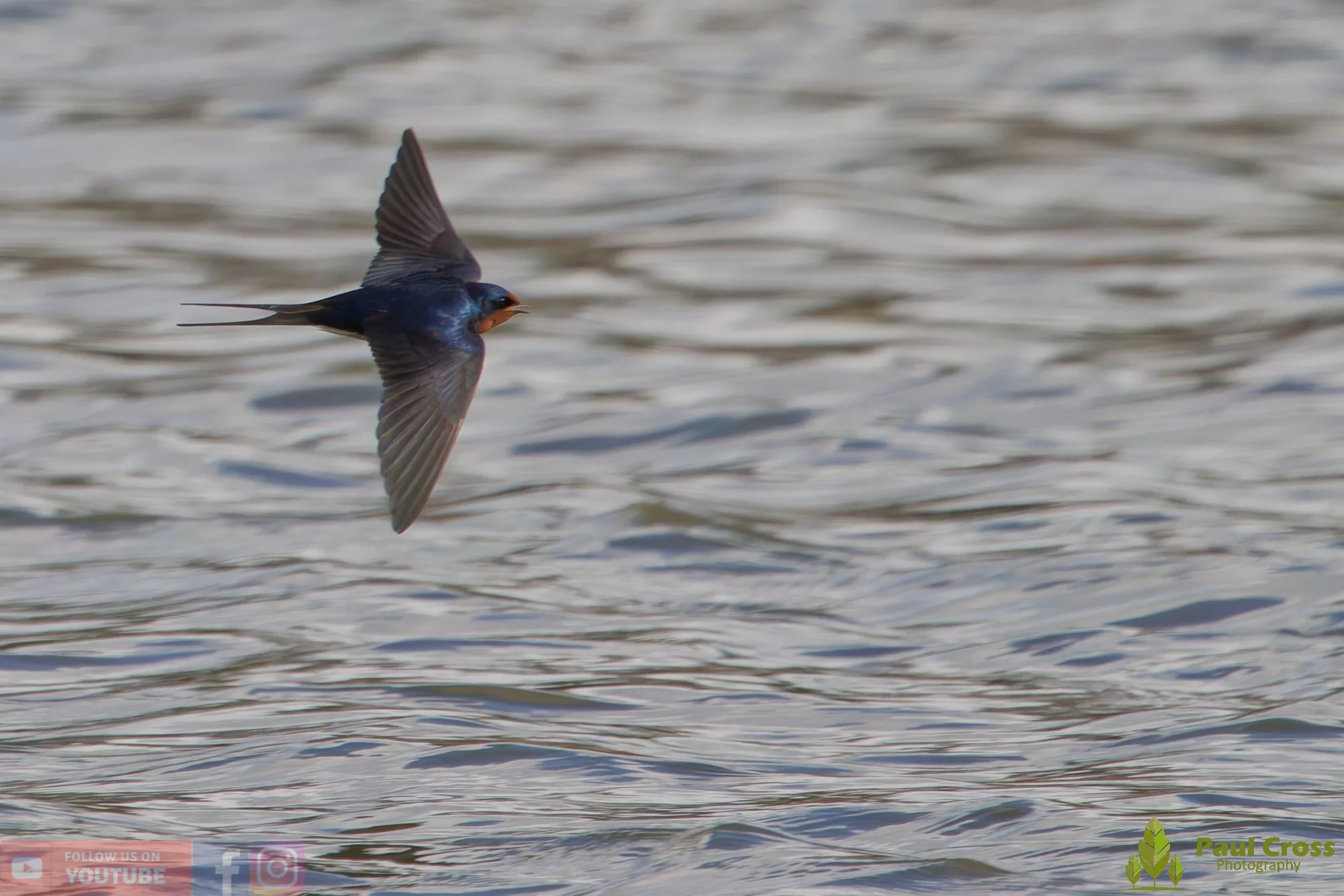 Swallow-00516.jpg