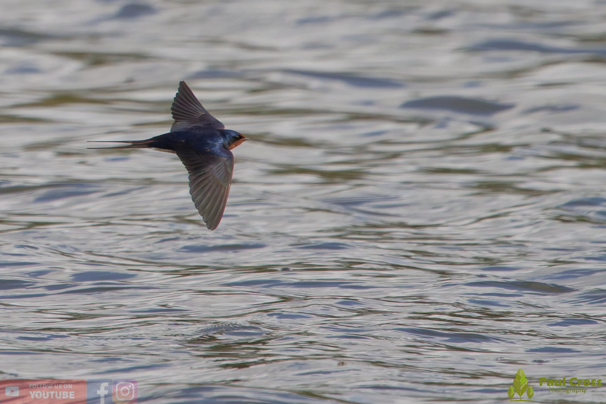 Swallow-00517.jpg