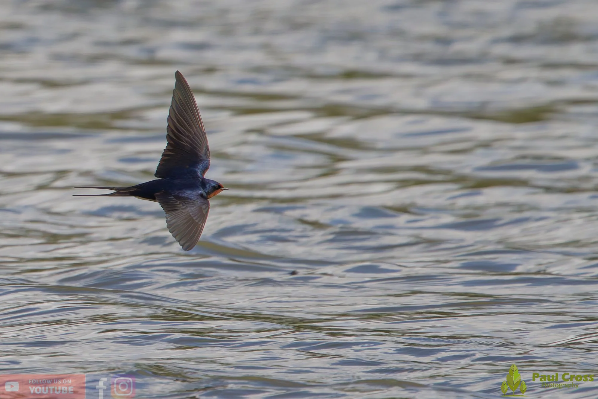 Swallow-00518.jpg