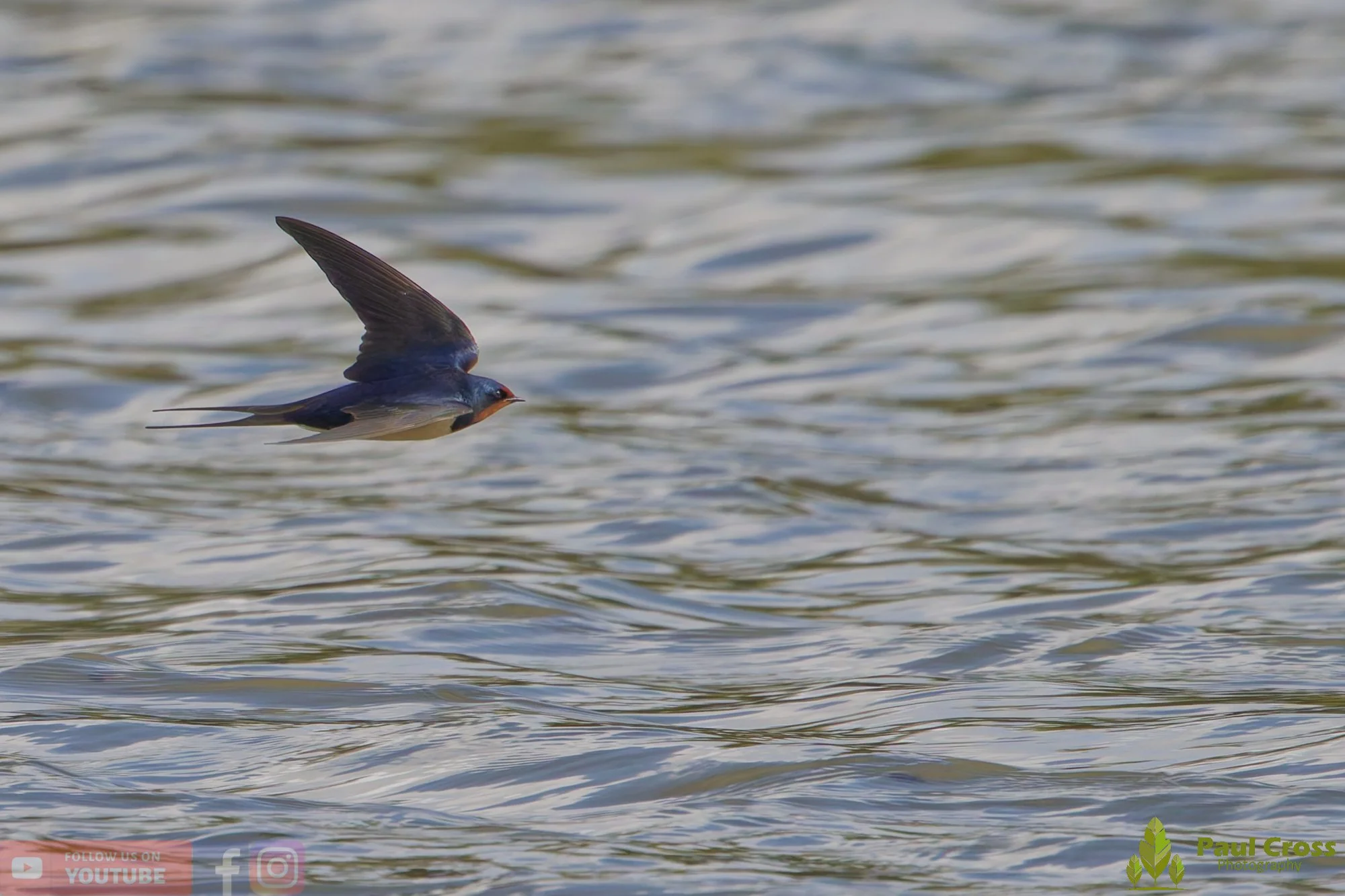 Swallow-00519.jpg