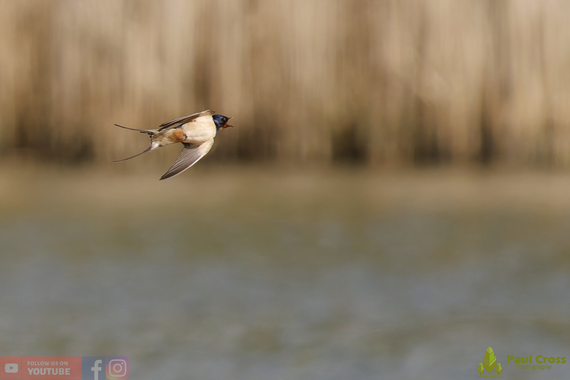 Swallow-00520.jpg
