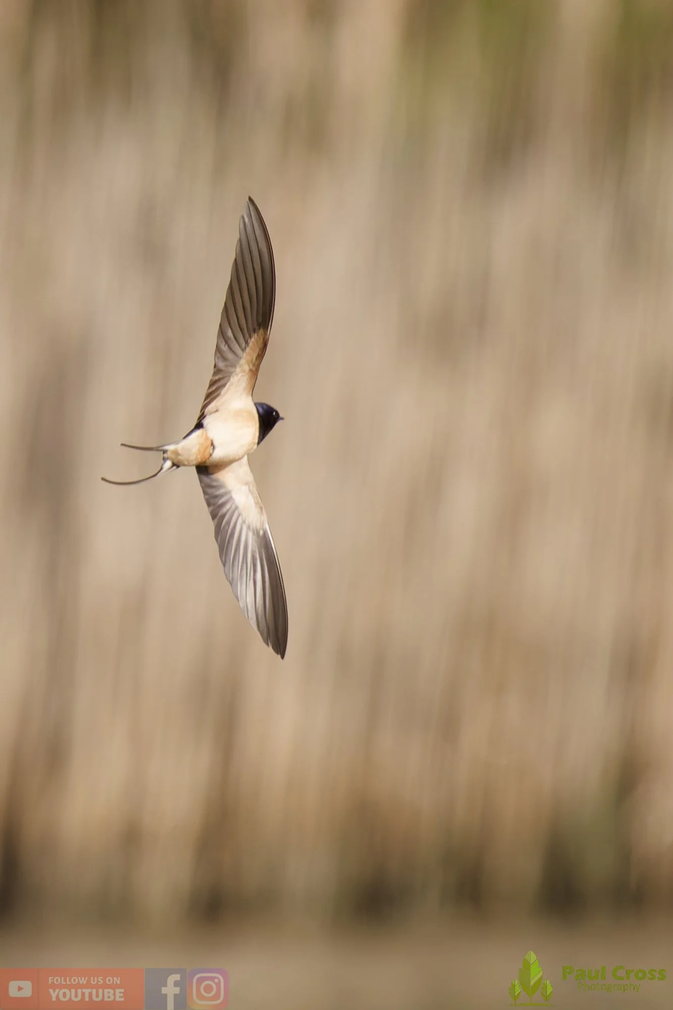 Swallow-00521.jpg