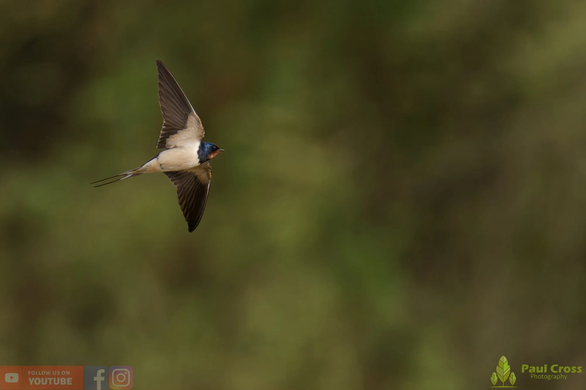 Swallow-00522.jpg