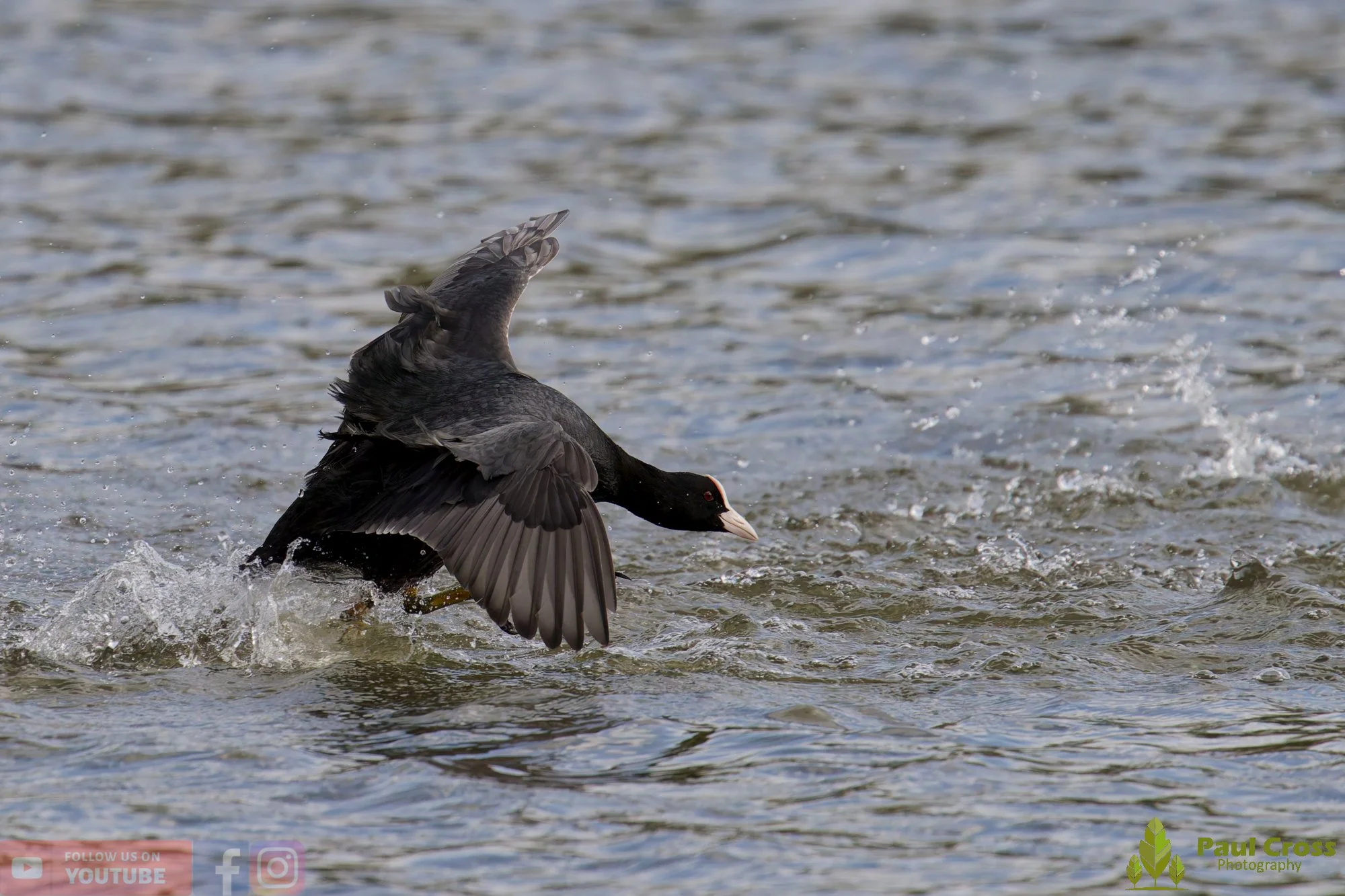 Coot-00599.jpg