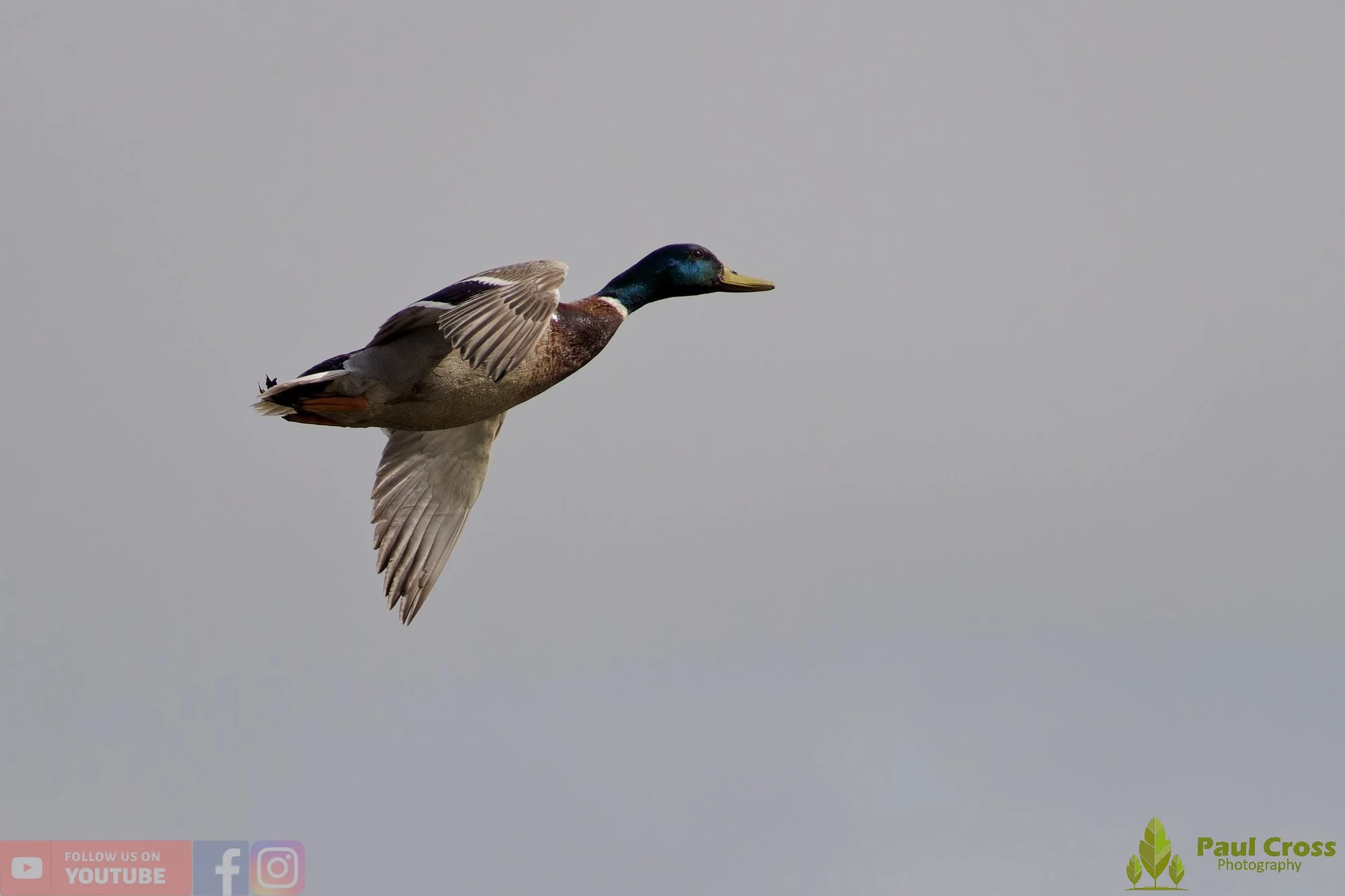 Mallard Duck-01241.jpg
