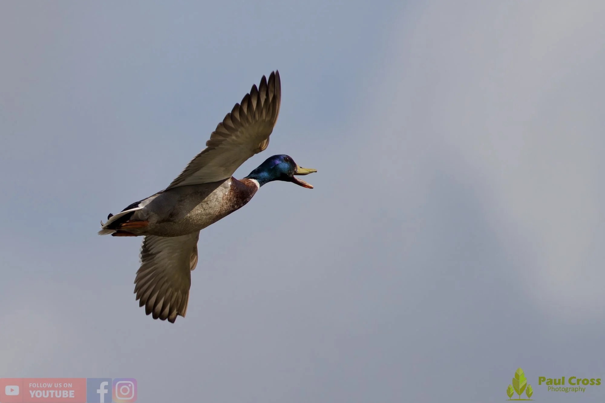 Mallard Duck-01242.jpg