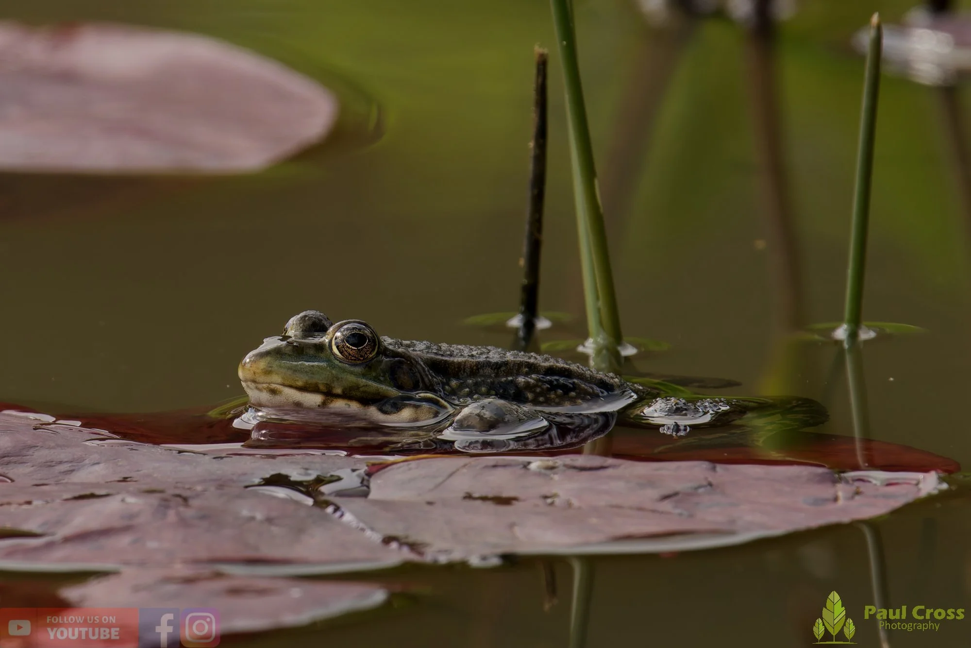 Marsh Frog-00071.jpg