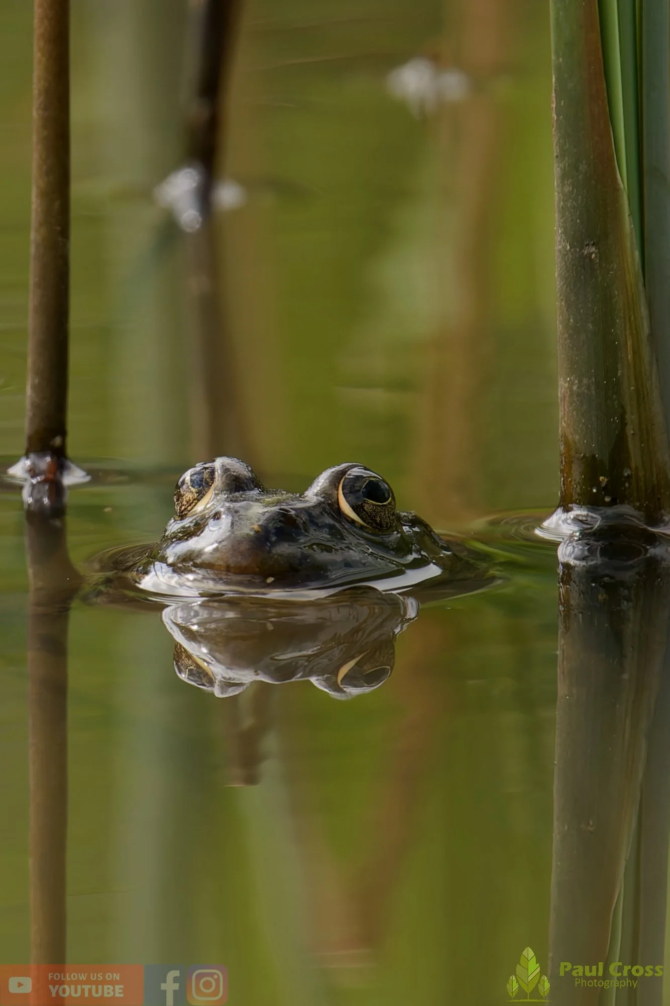 Marsh Frog-00072.jpg