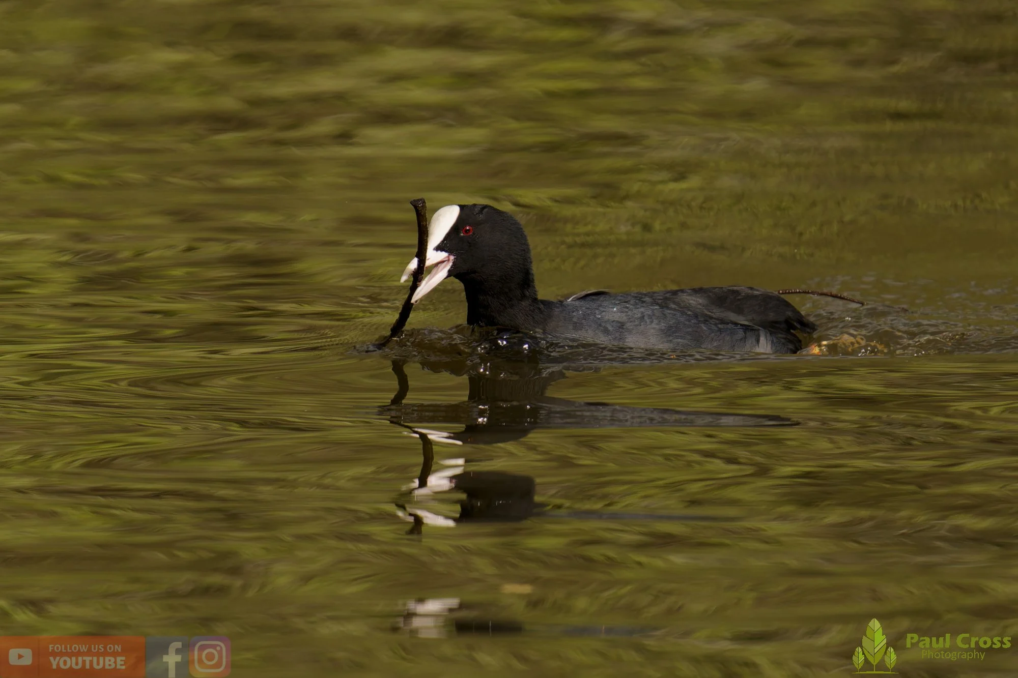 Coot-00598.jpg