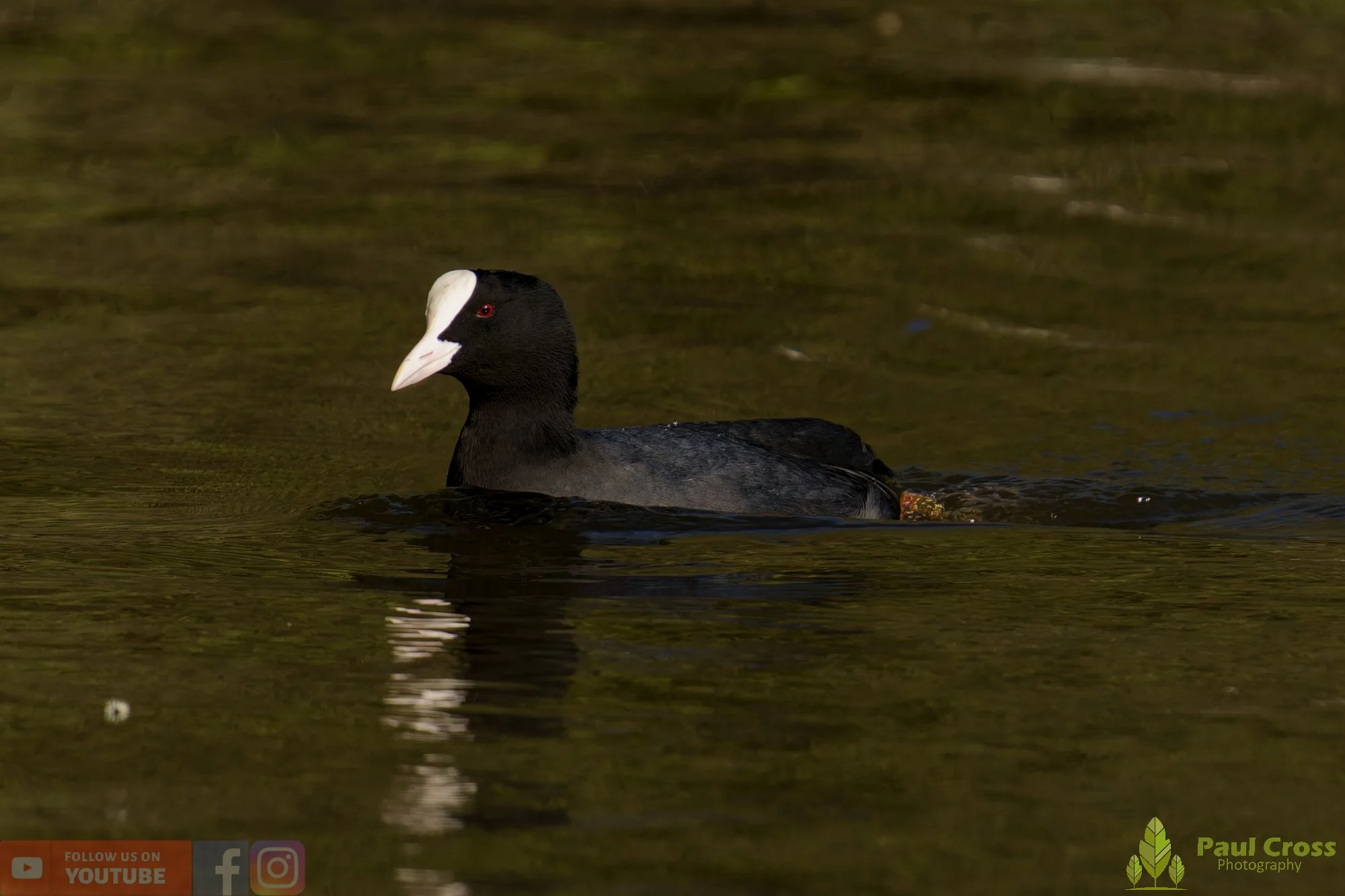 Coot-00597.jpg