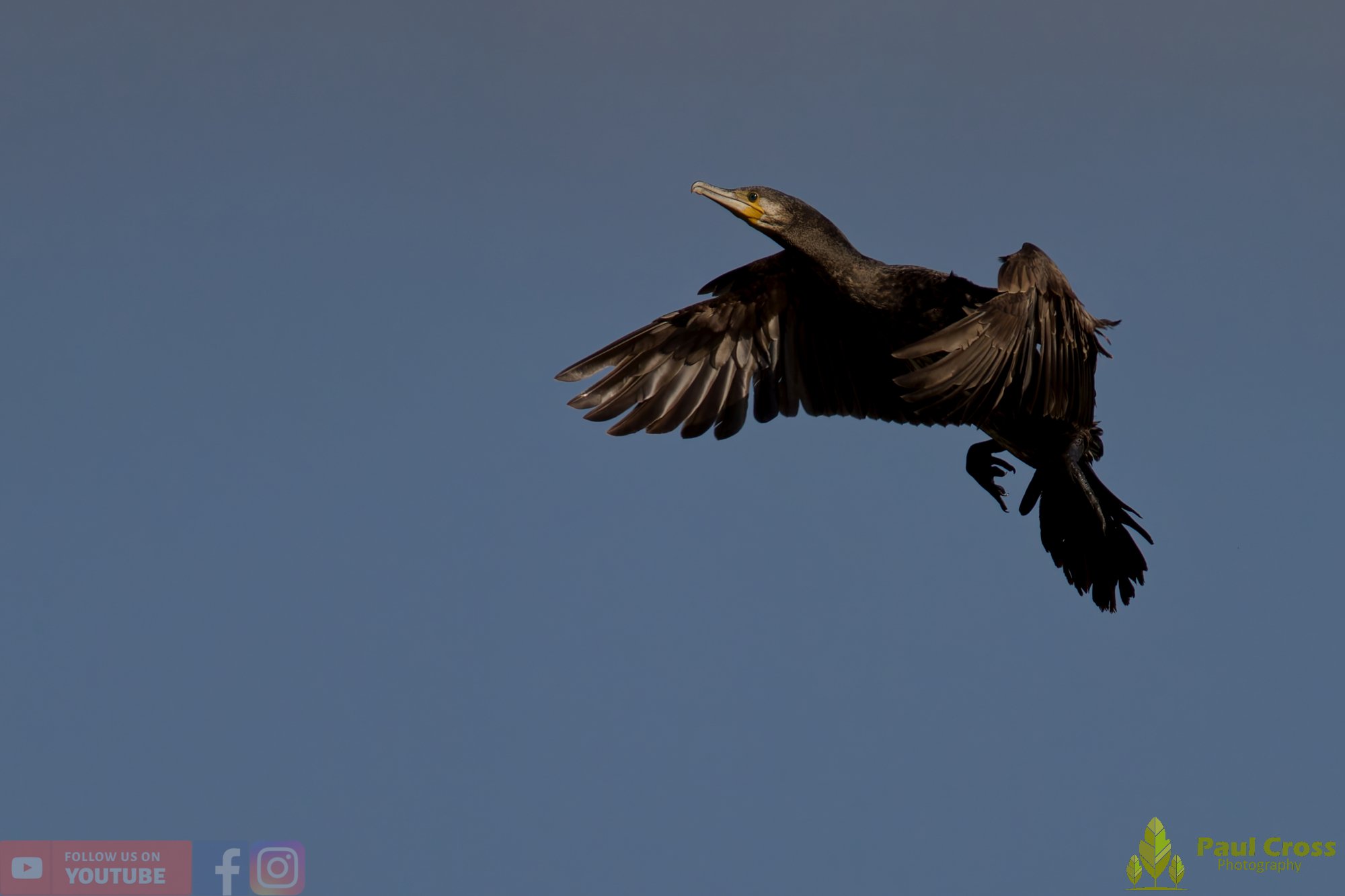 Cormorant-00390.jpg
