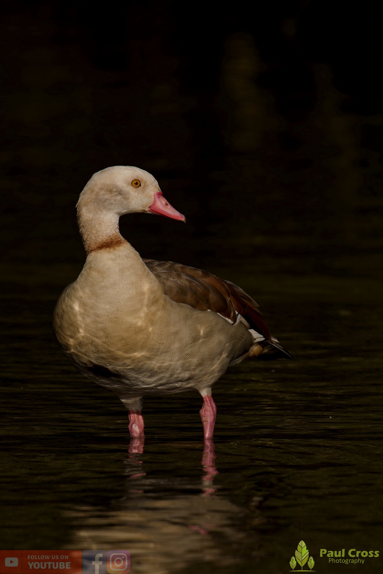 Egyptian Goose-00129.jpg