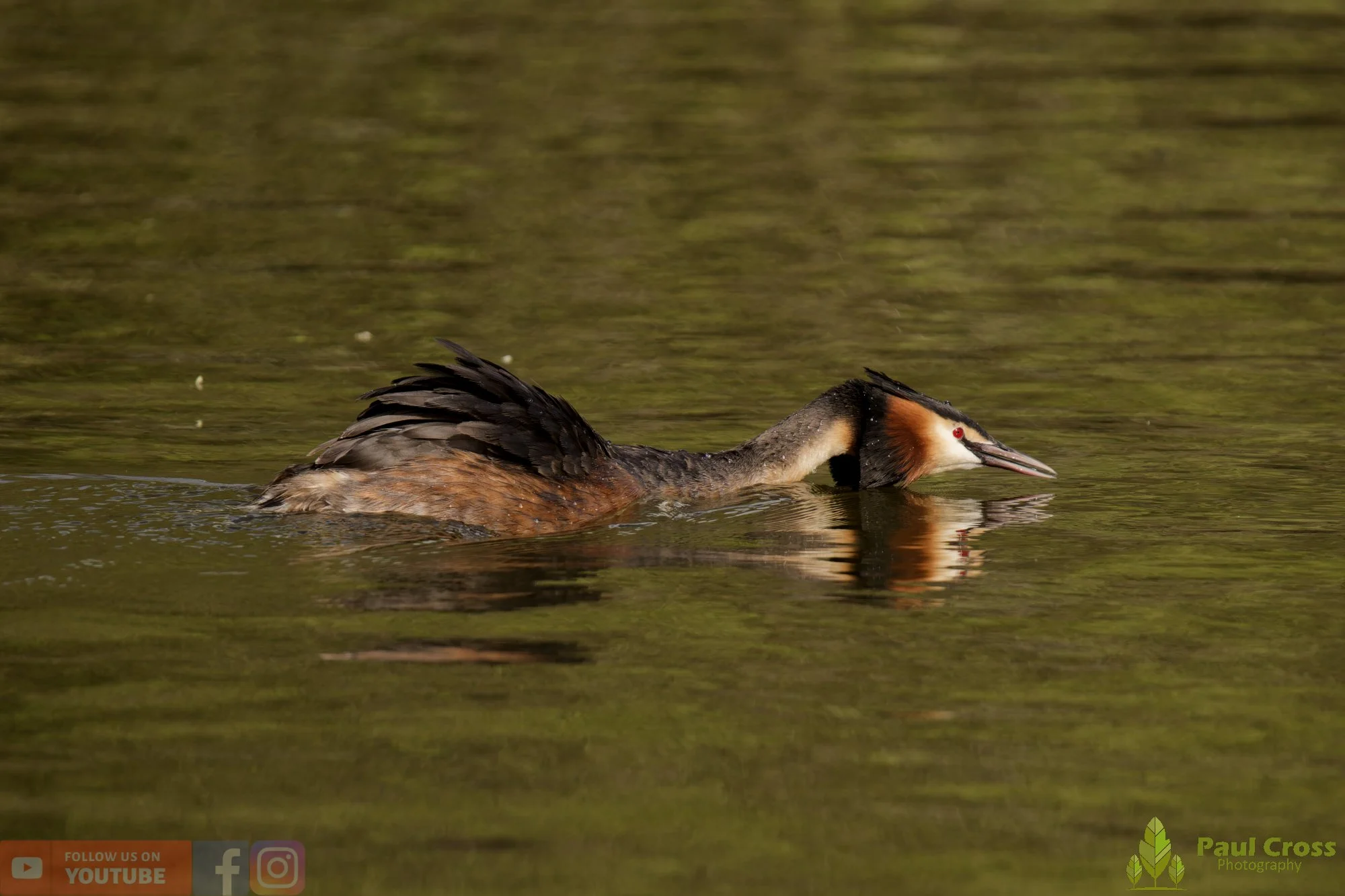 Great Crested Grebe-01073.jpg