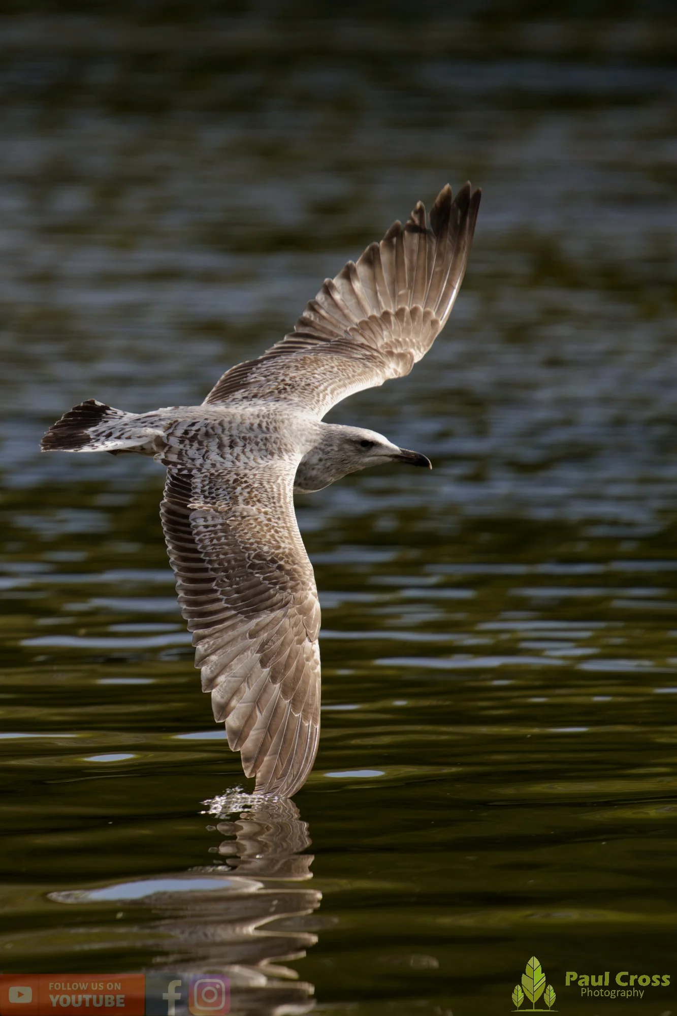 Herring Gull-00420.jpg