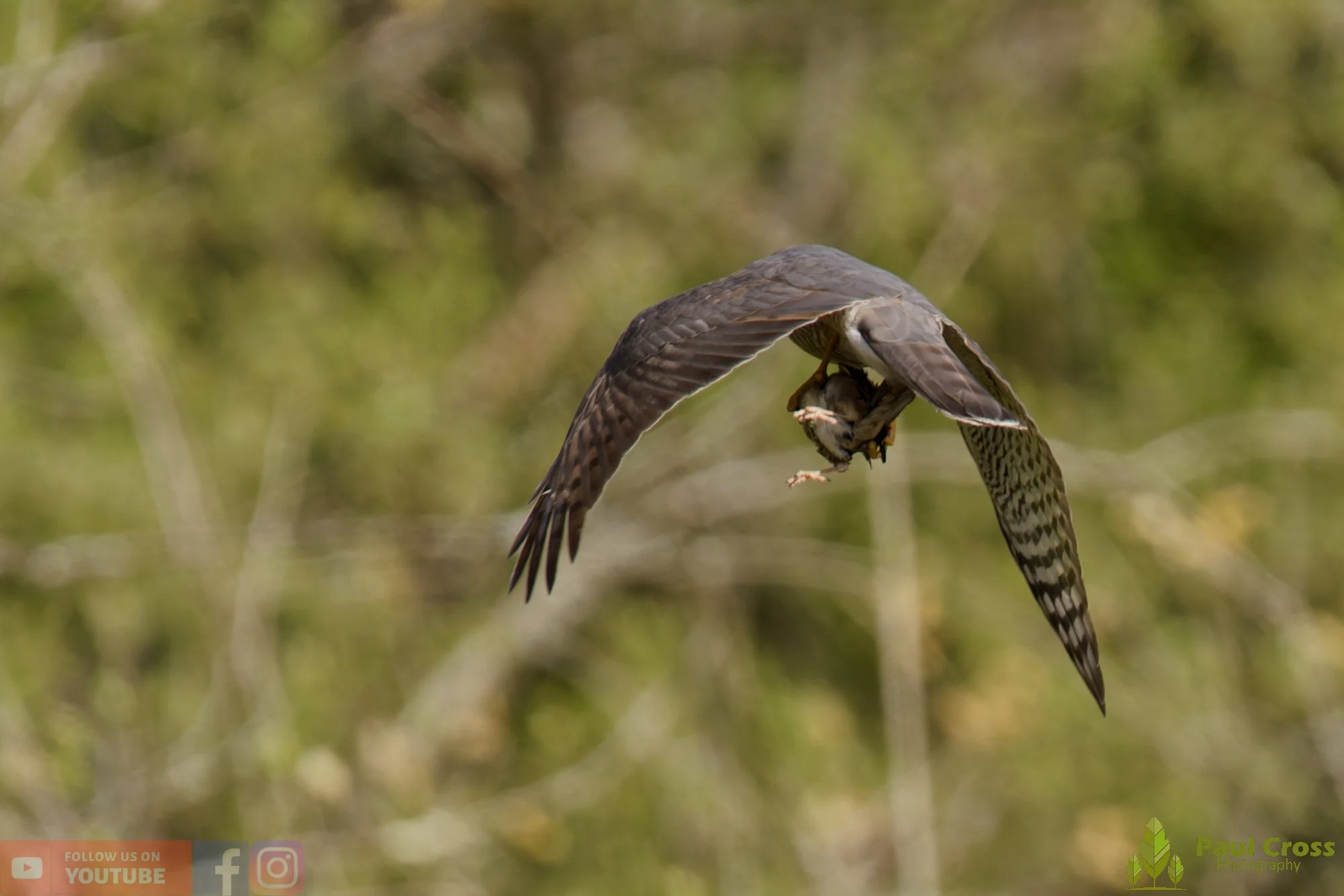Sparrowhawk-00039.jpg