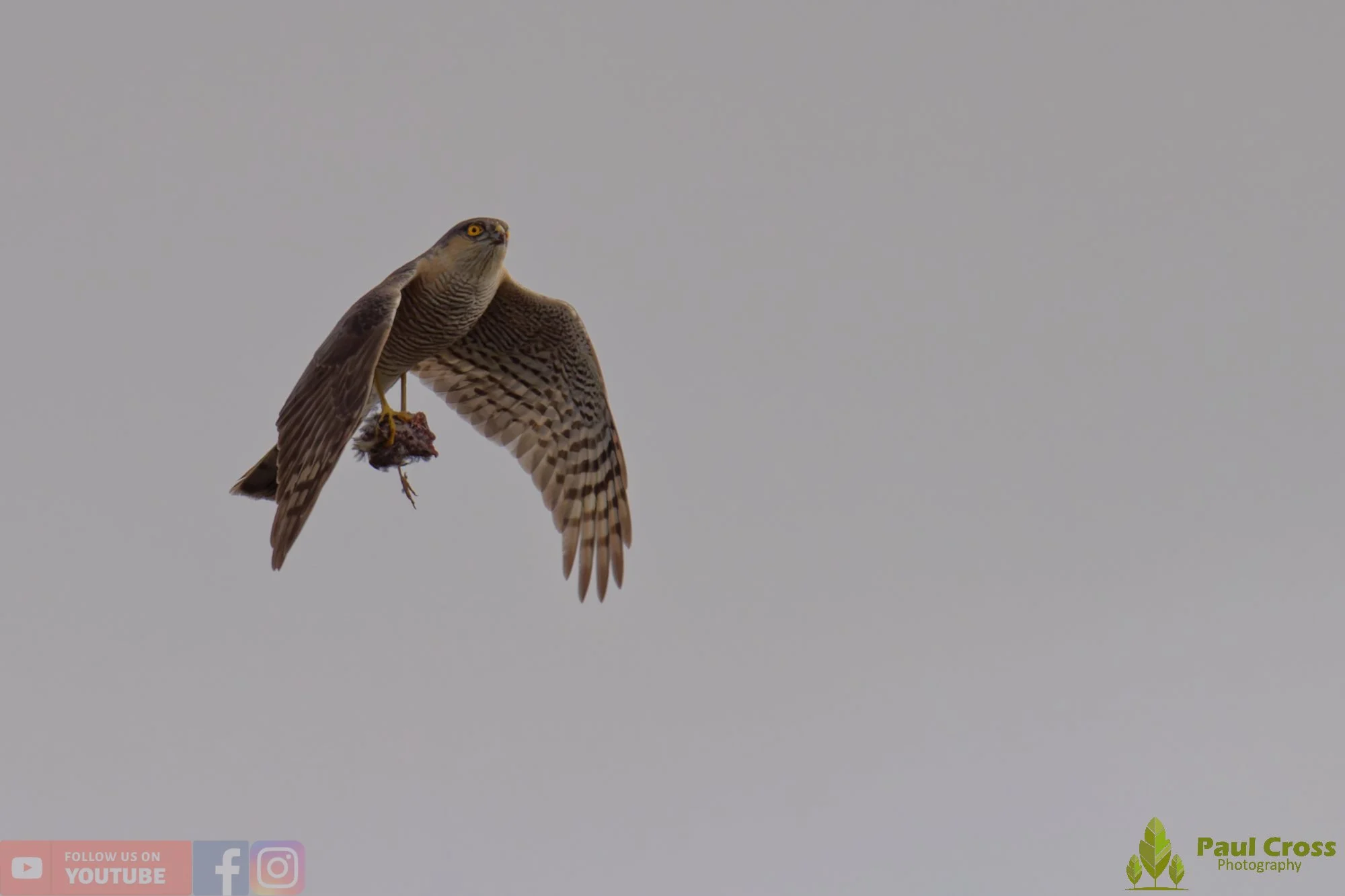 Sparrowhawk-00040.jpg