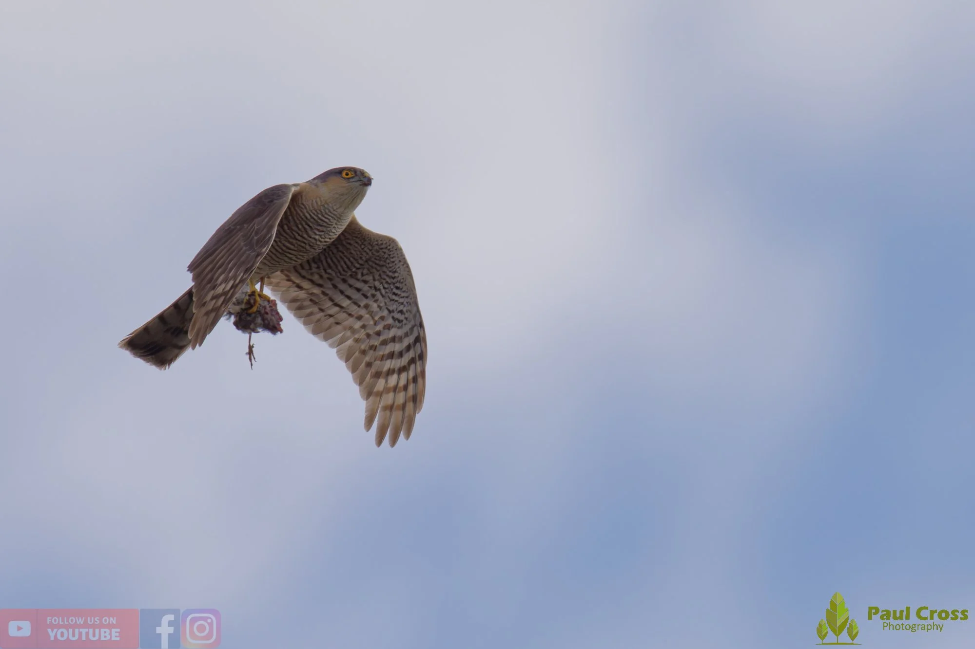 Sparrowhawk-00041.jpg