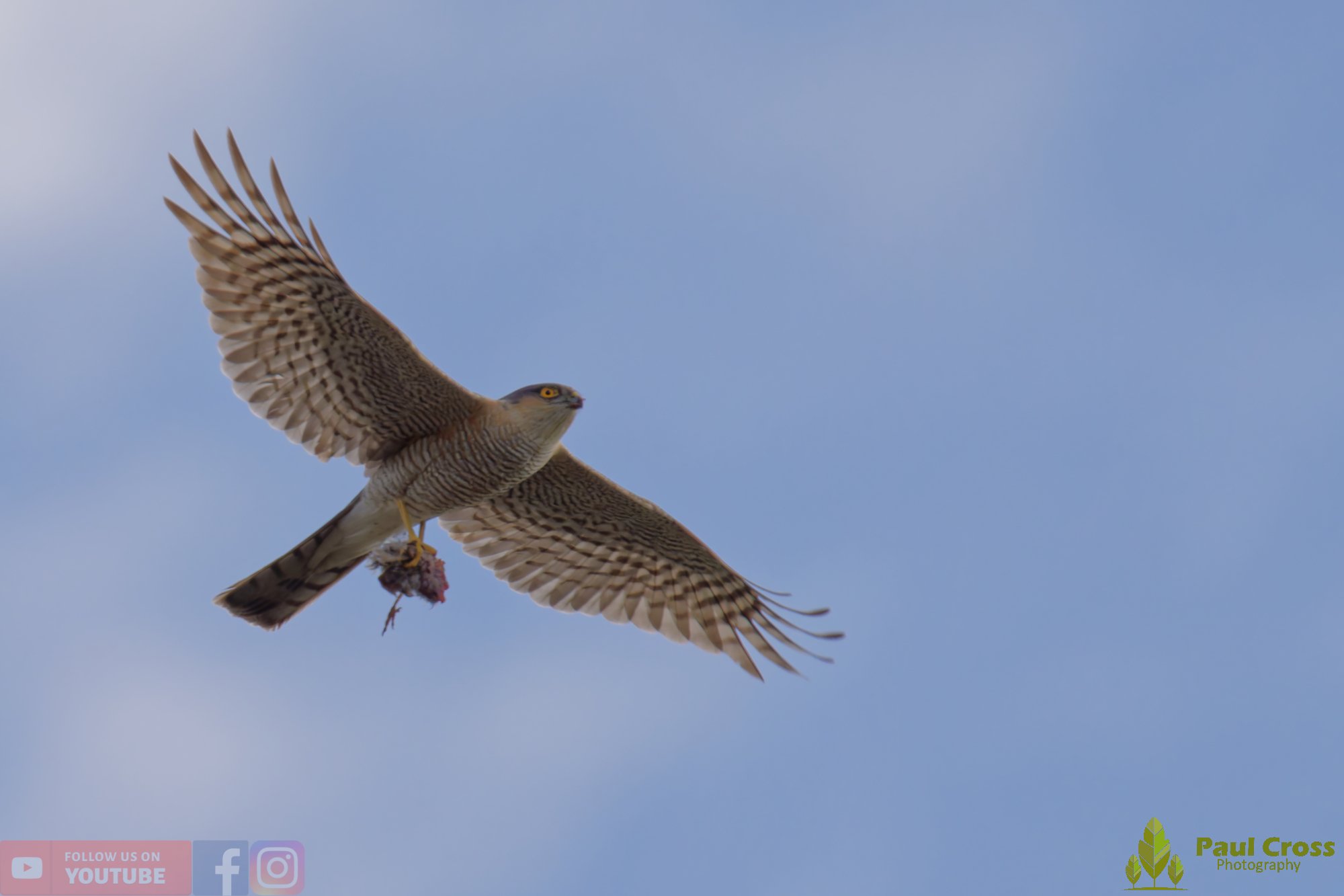 Sparrowhawk-00042.jpg