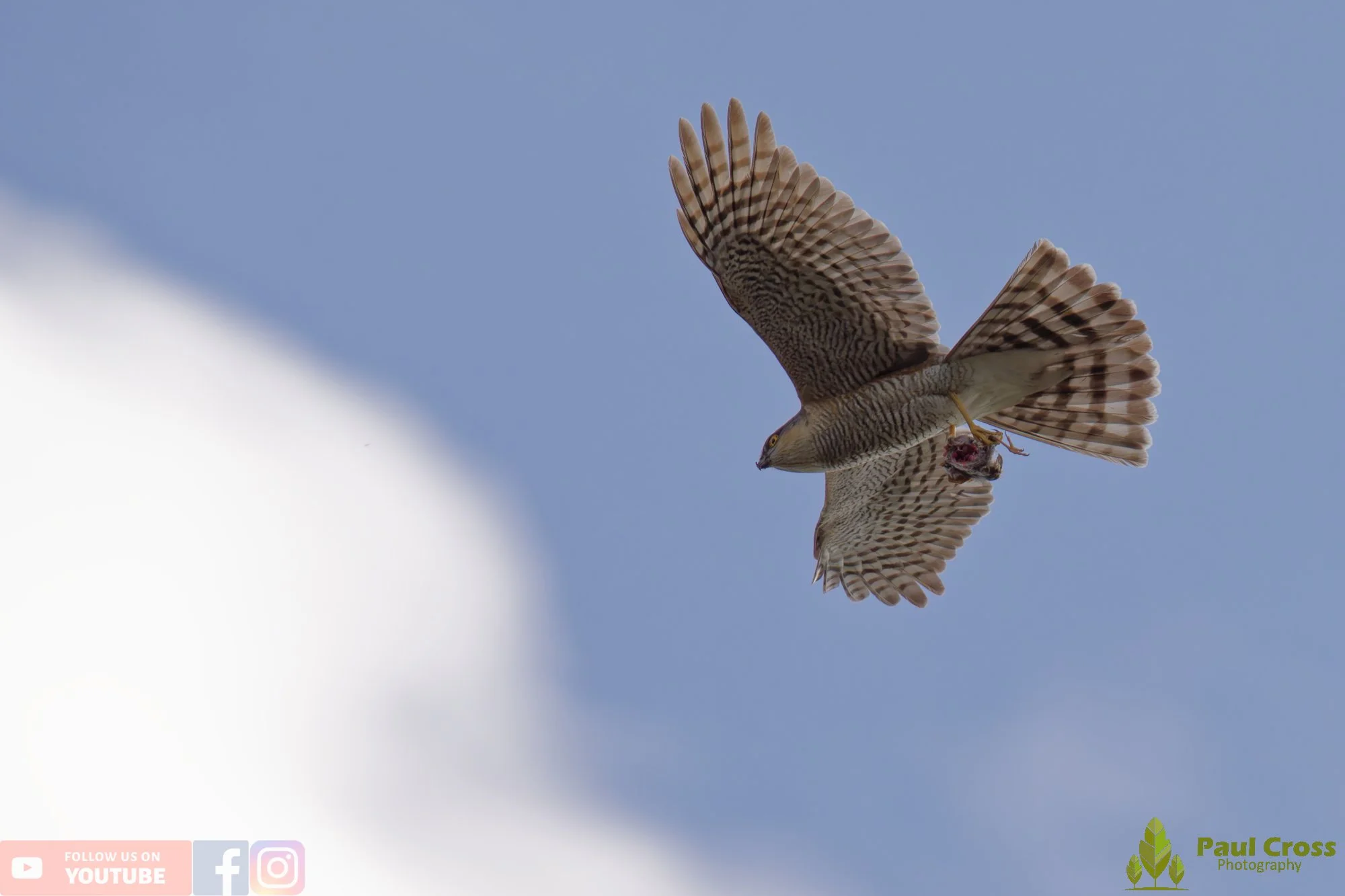 Sparrowhawk-00043.jpg