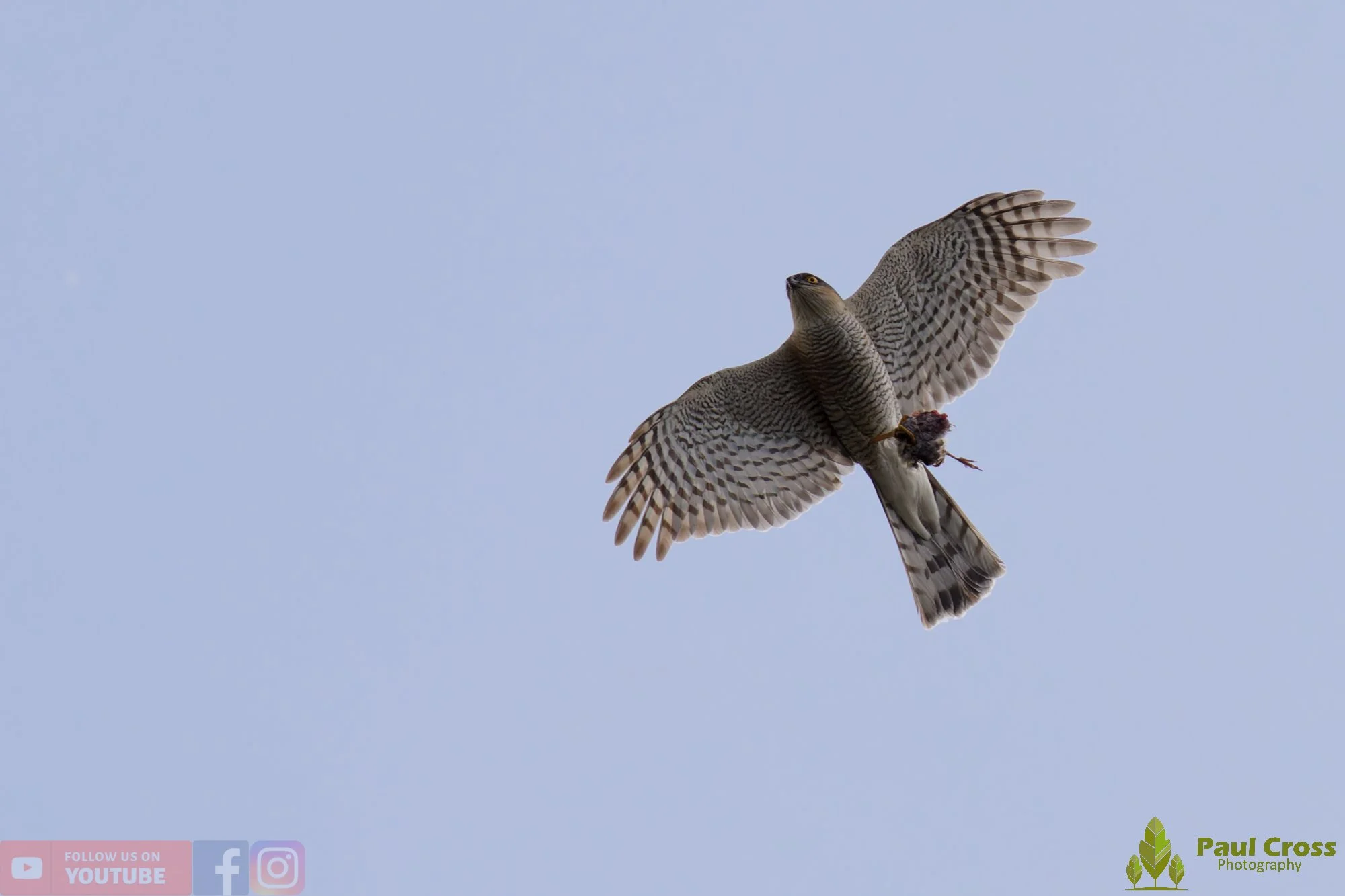 Sparrowhawk-00044.jpg
