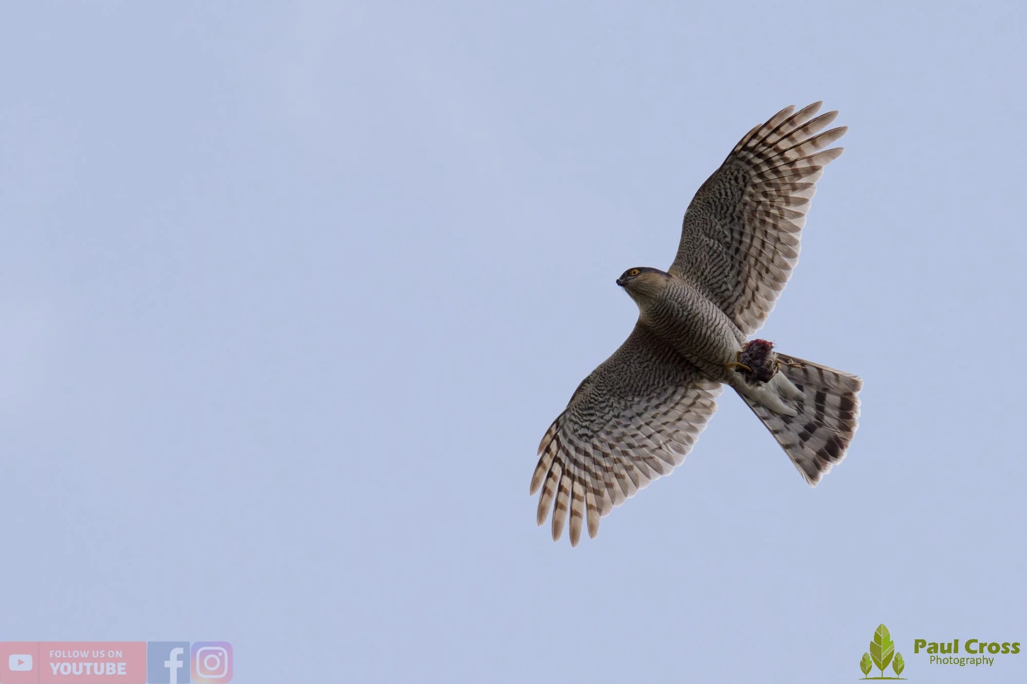 Sparrowhawk-00045.jpg