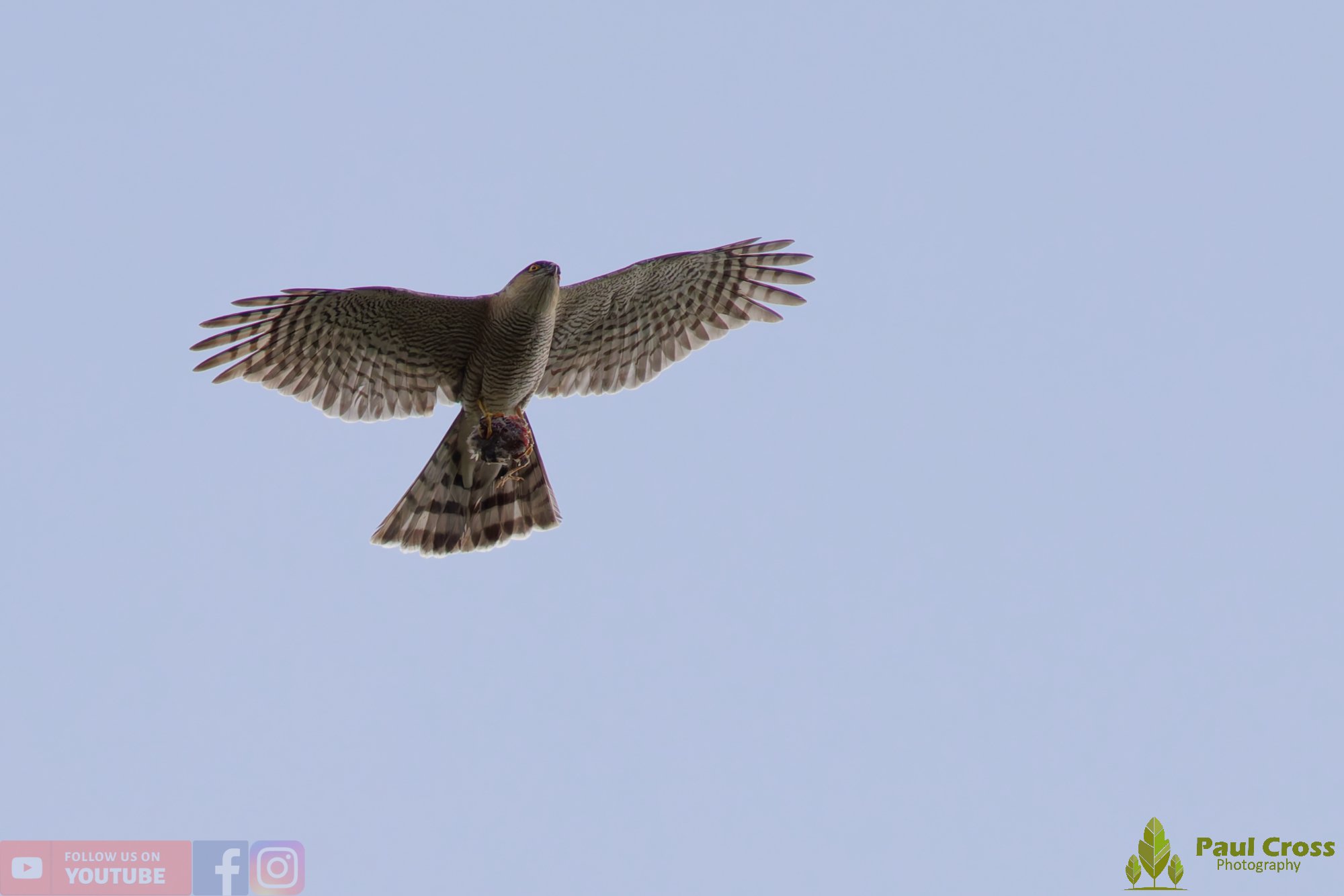 Sparrowhawk-00046.jpg