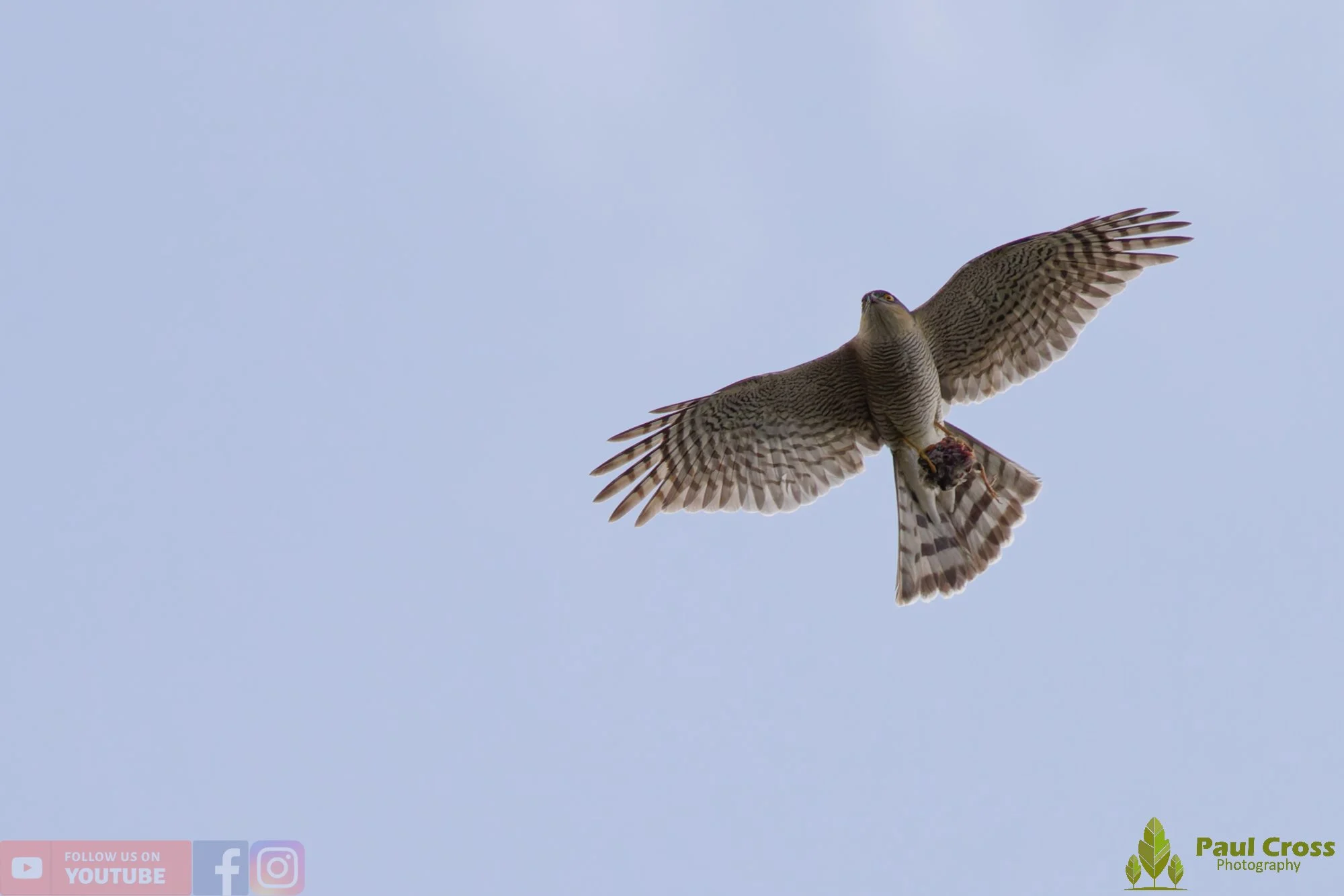 Sparrowhawk-00047.jpg