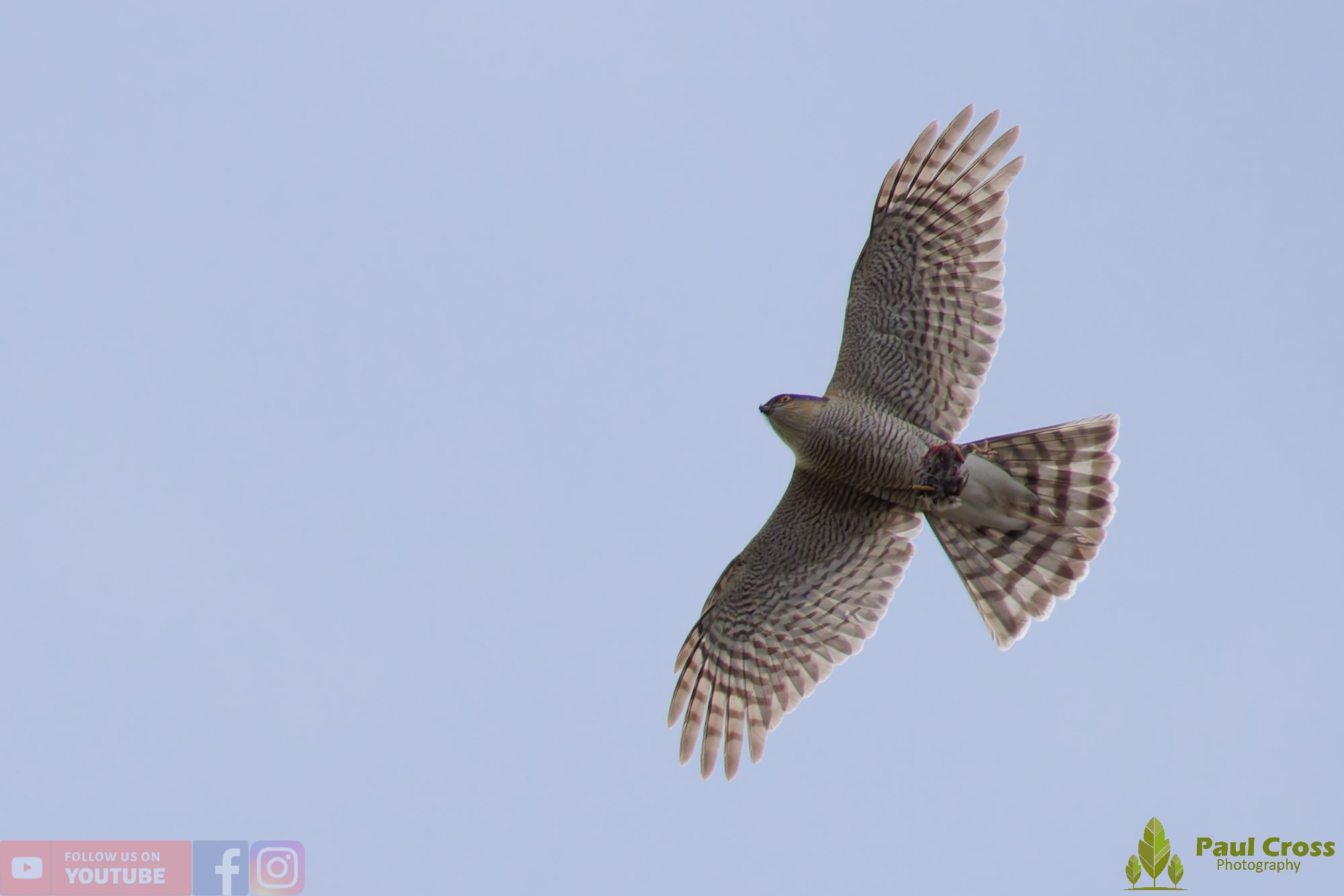 Sparrowhawk-00048.jpg