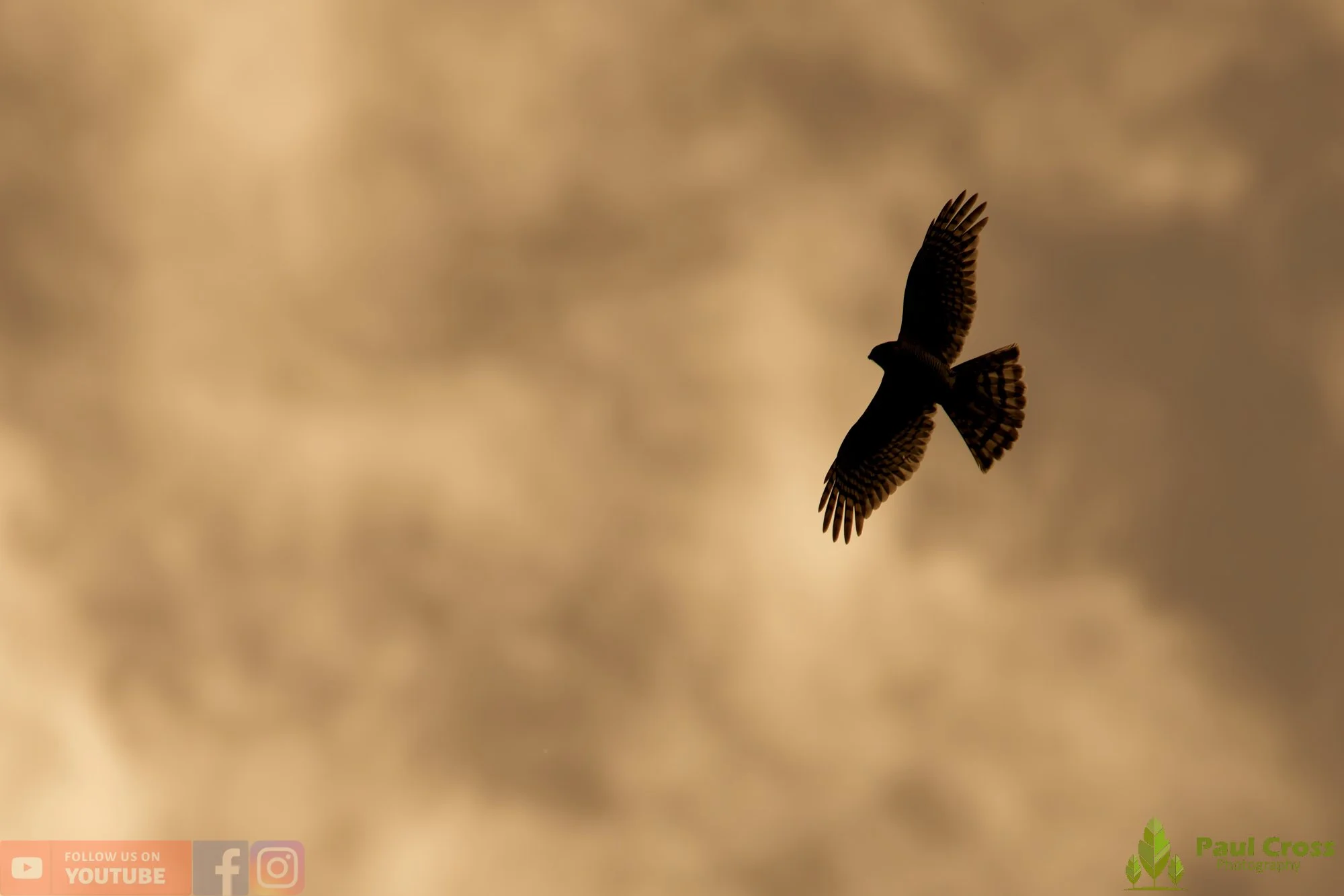 Sparrowhawk-00049.jpg
