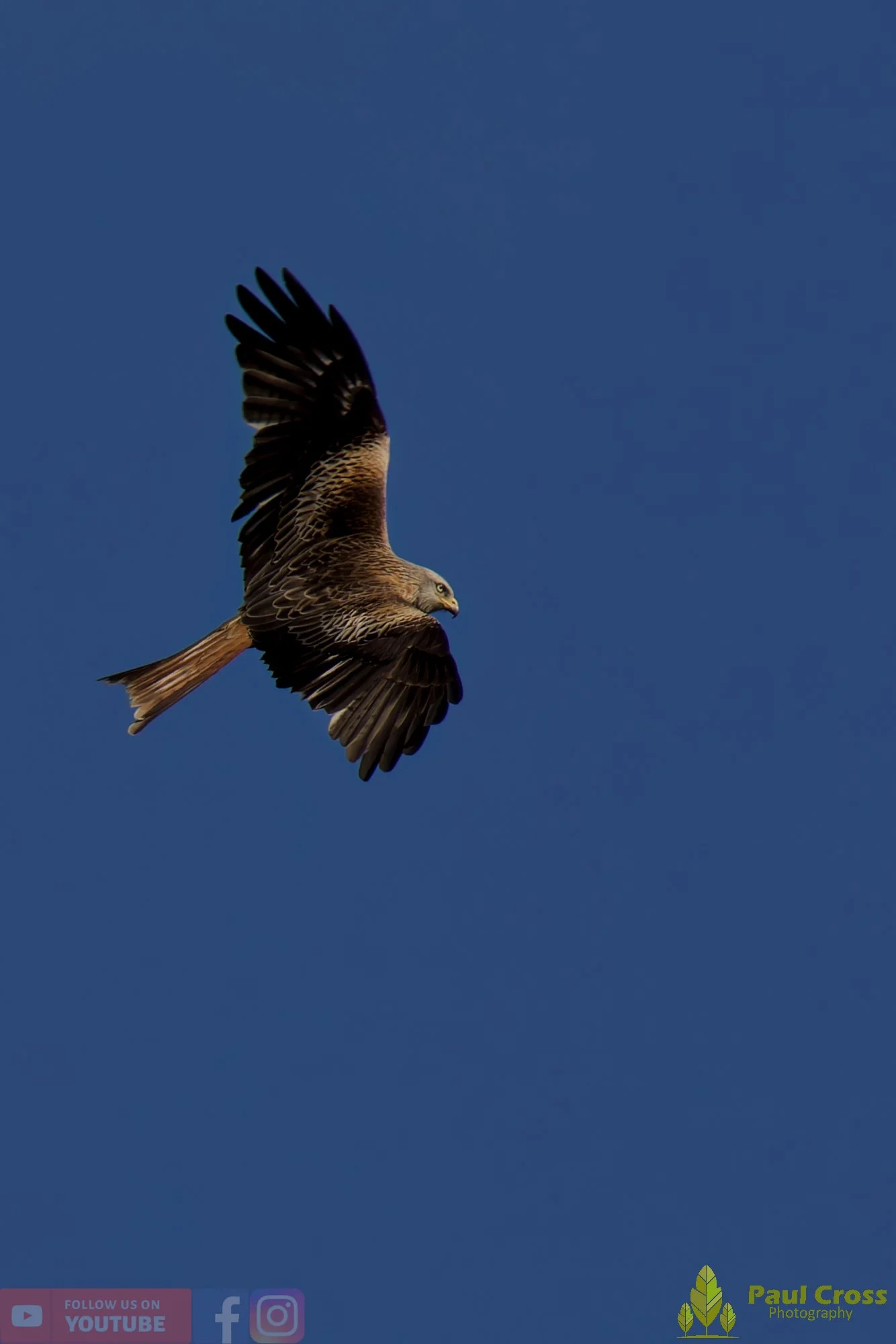 Red Kite-00456.jpg