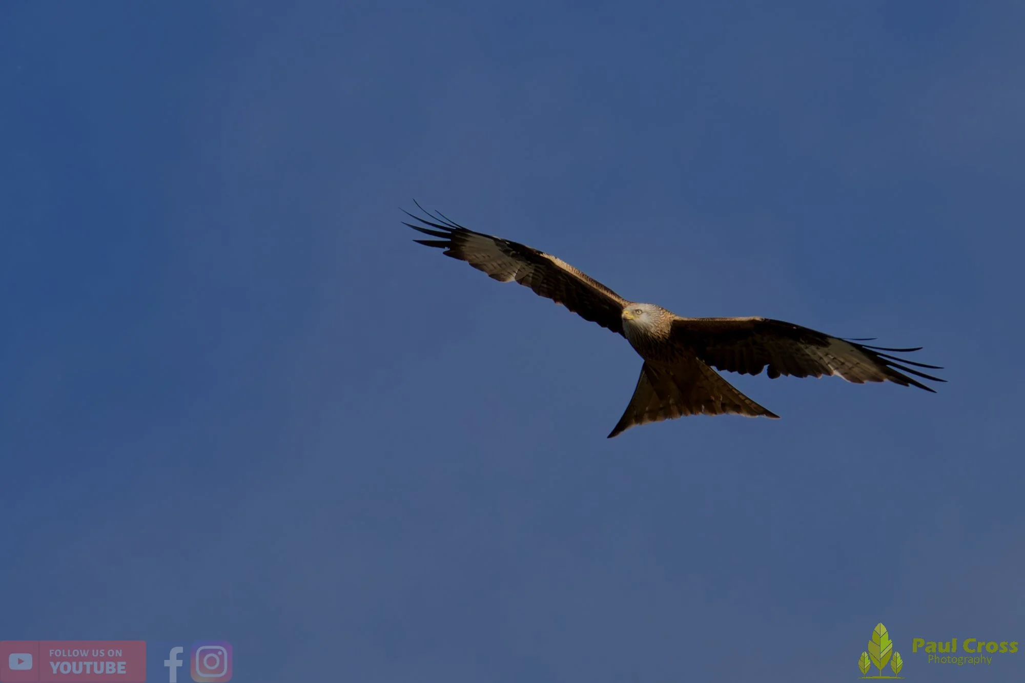 Red Kite-00457.jpg