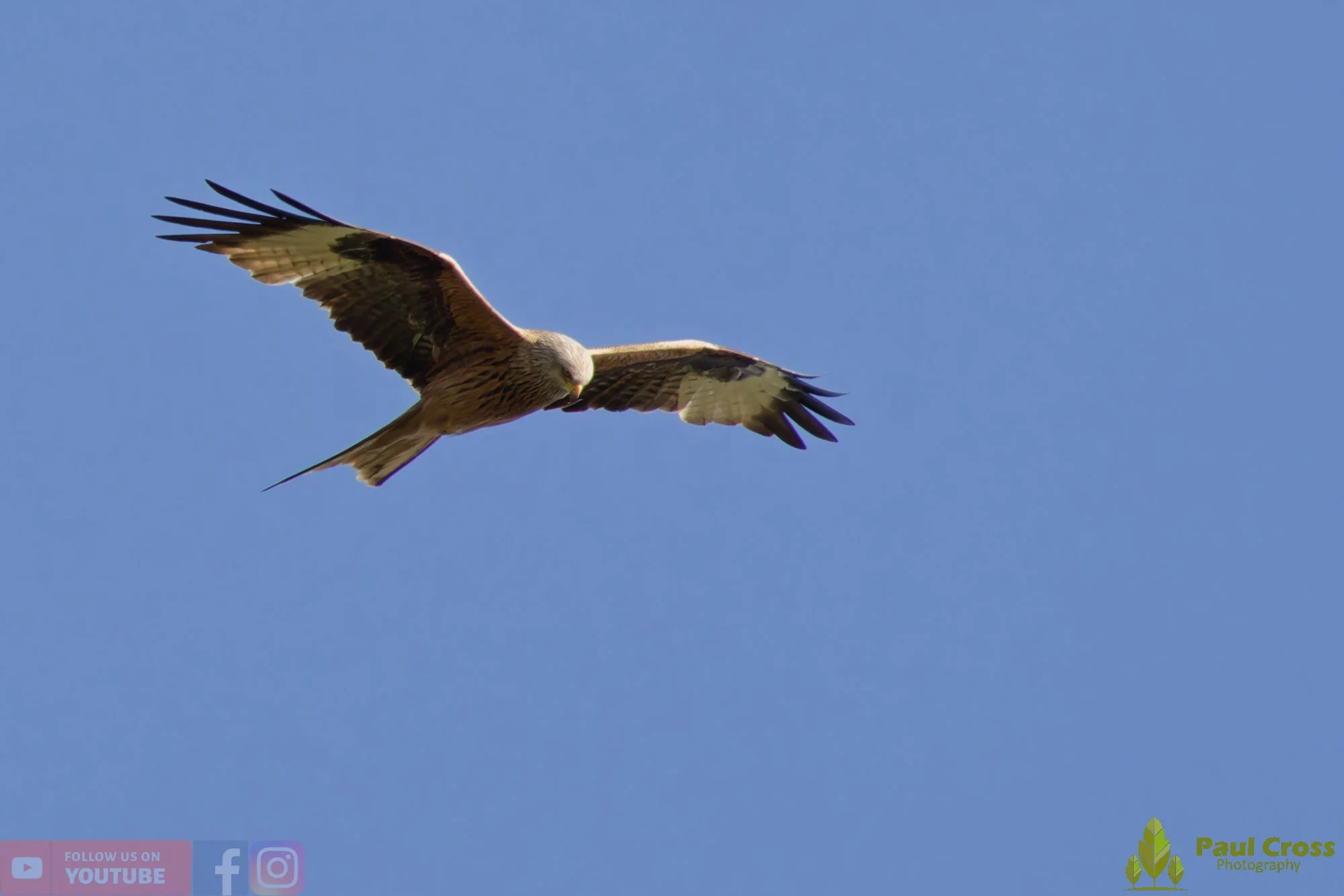 Red Kite-00458.jpg