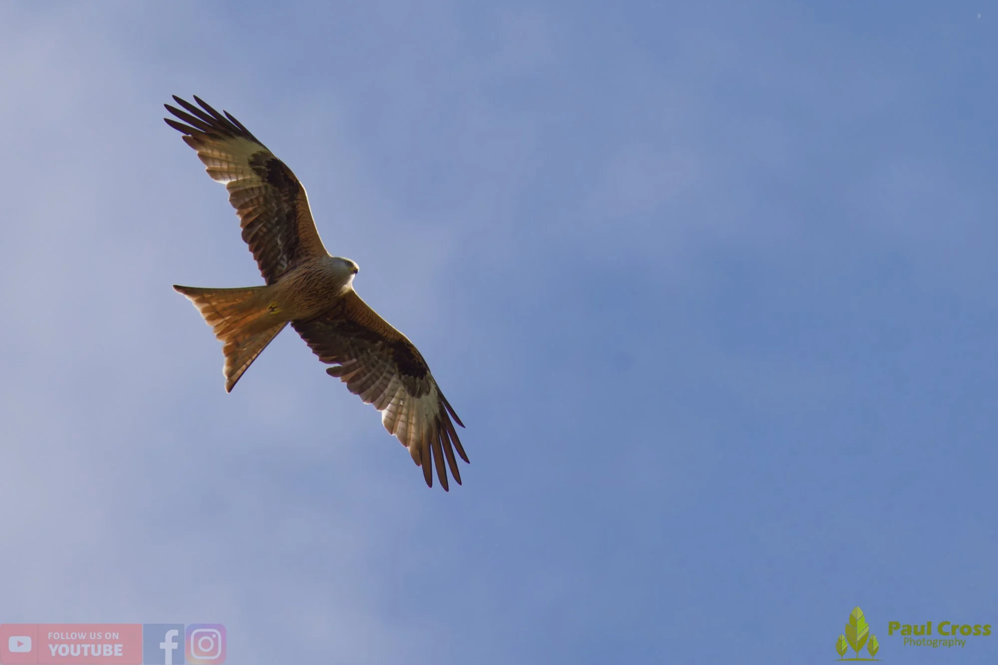 Red Kite-00459.jpg