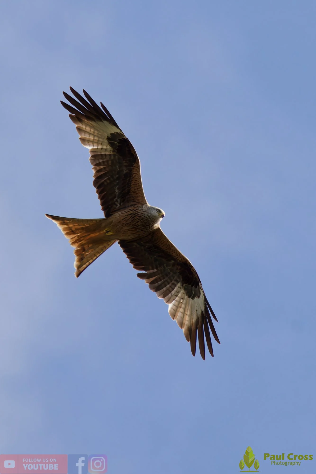Red Kite-00460.jpg
