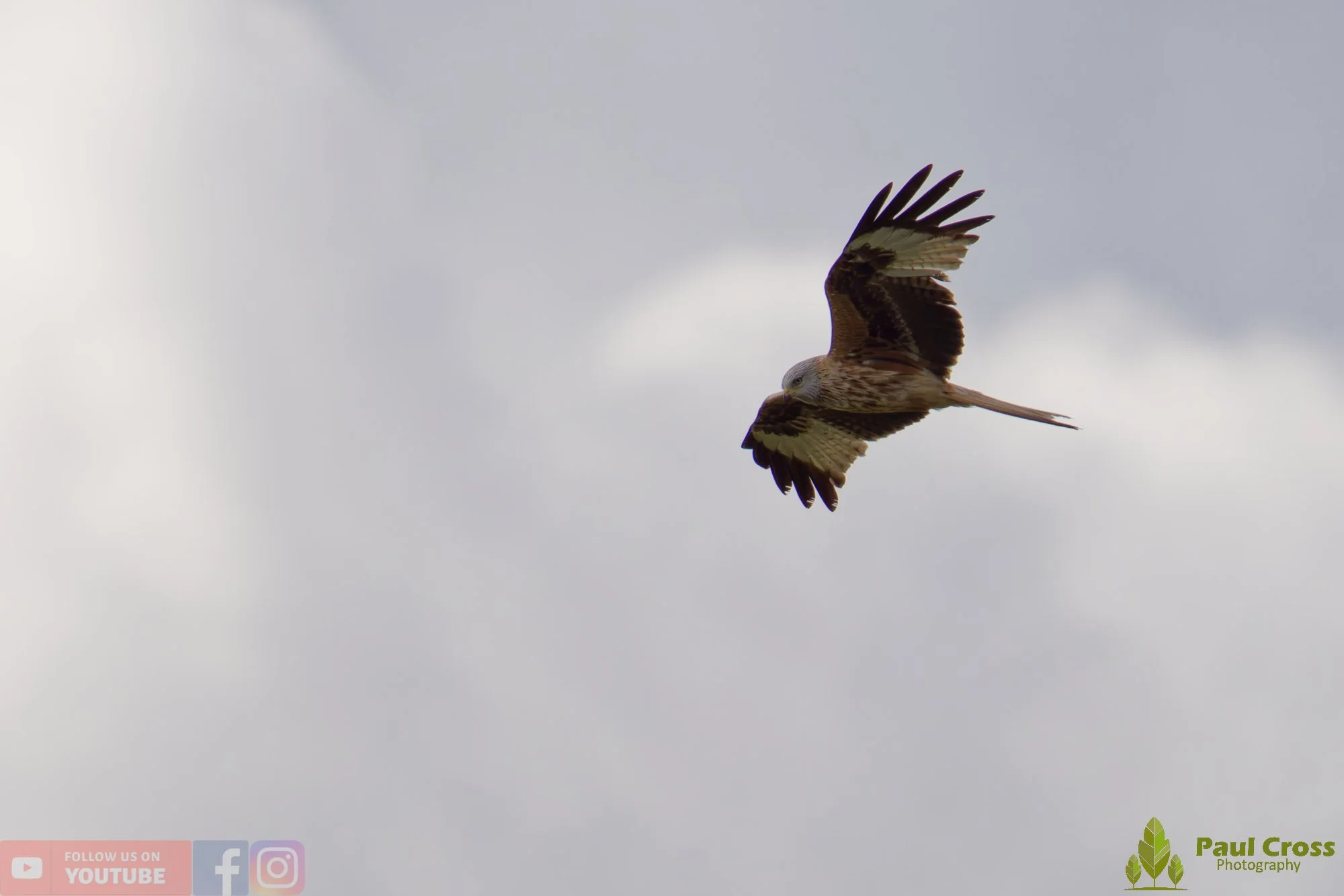 Red Kite-00461.jpg