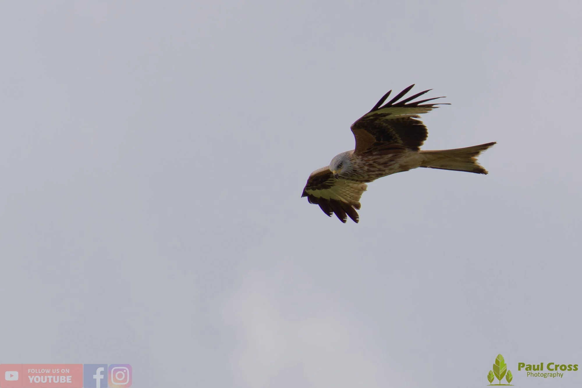 Red Kite-00462.jpg