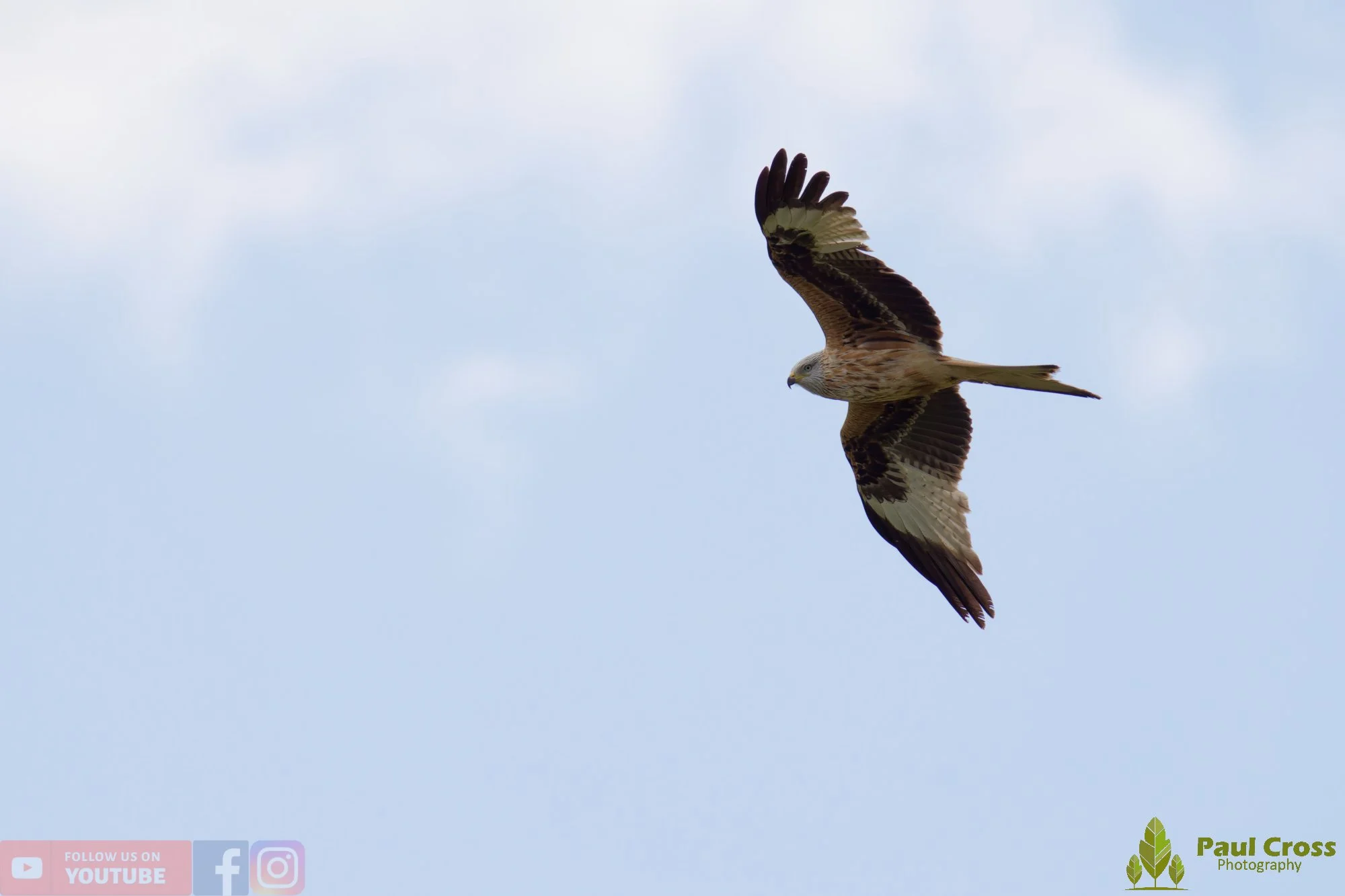 Red Kite-00463.jpg
