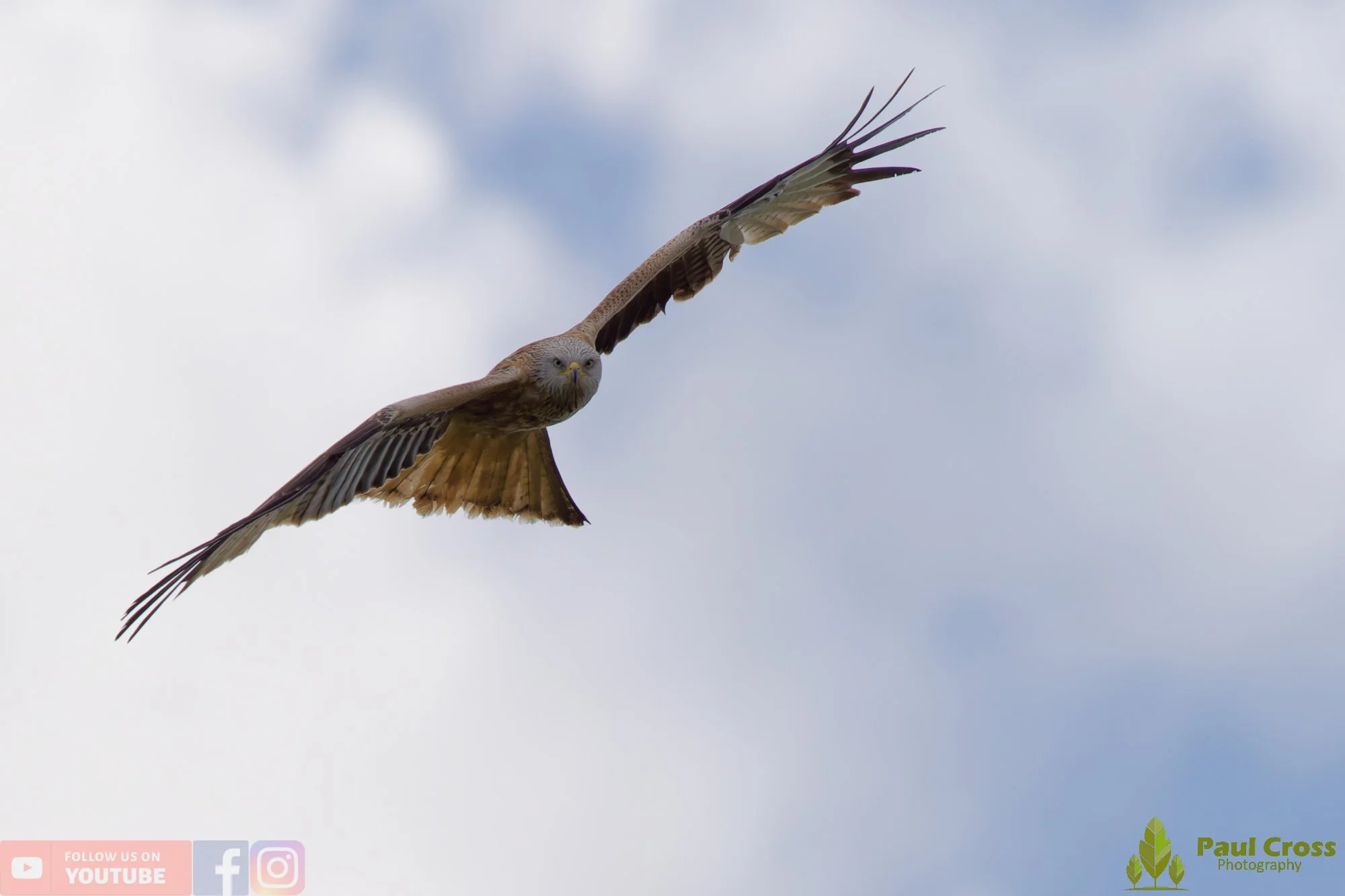 Red Kite-00464.jpg
