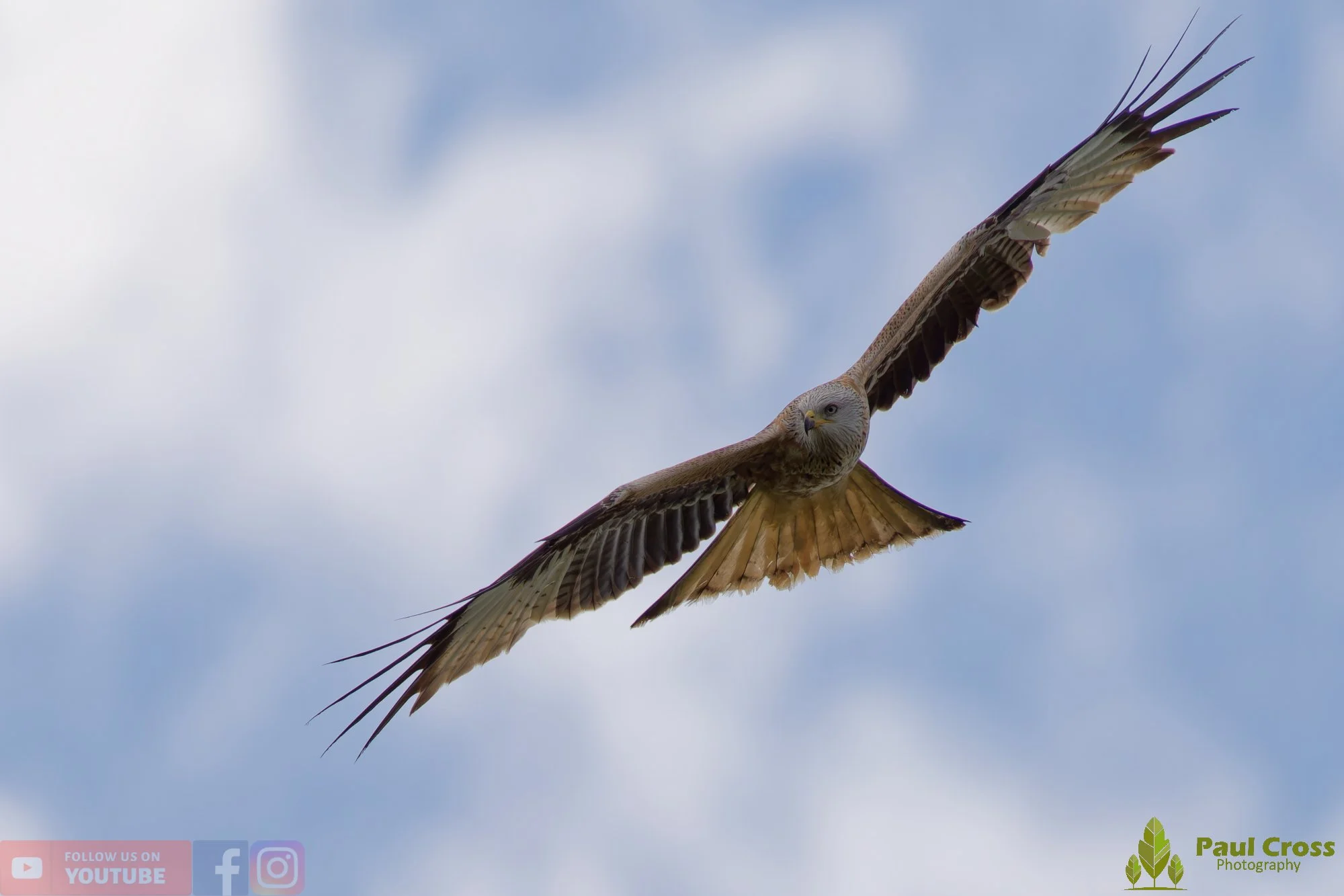 Red Kite-00465.jpg