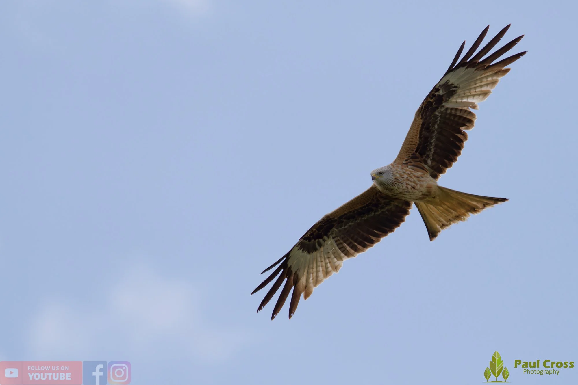 Red Kite-00466.jpg