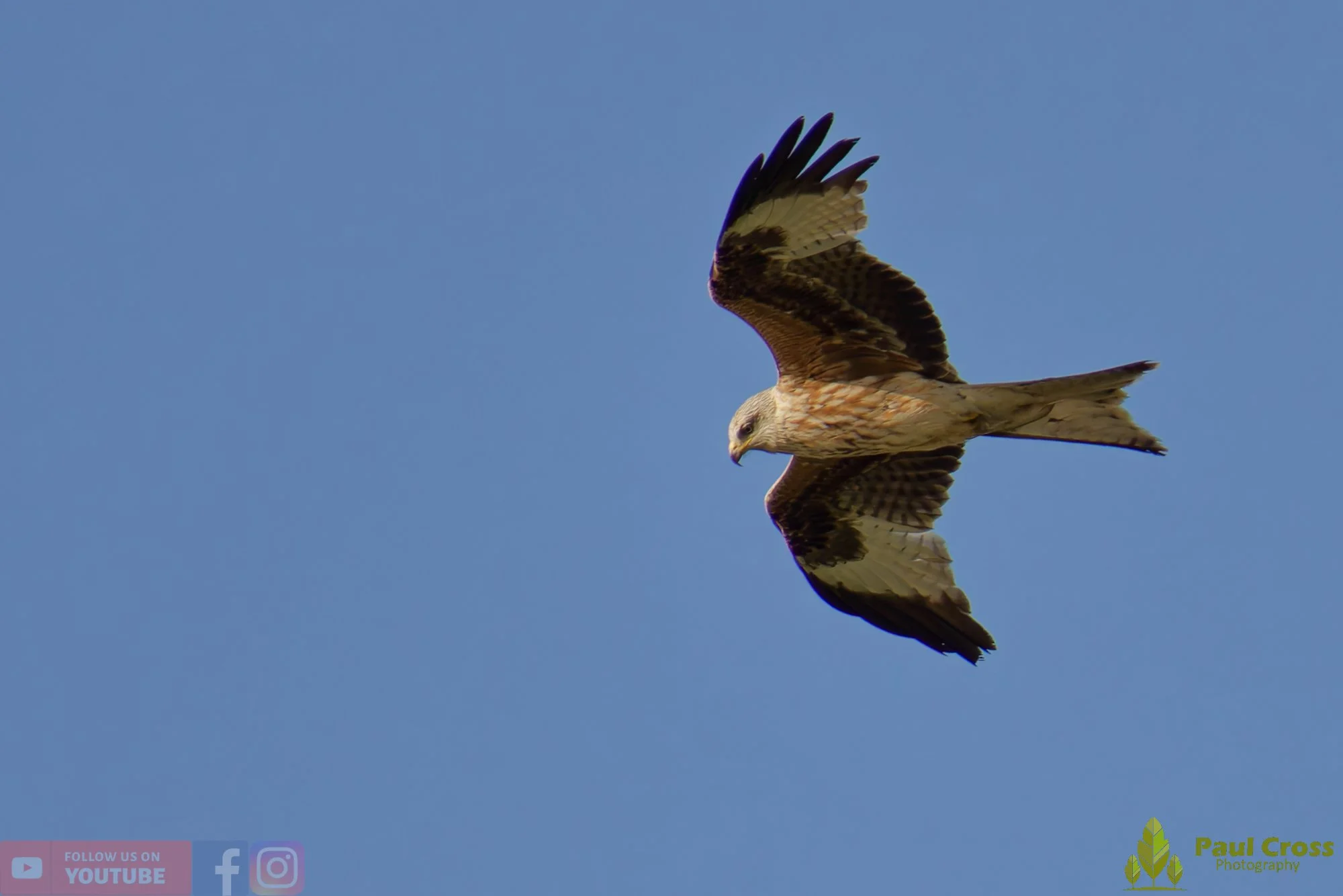 Red Kite-00467.jpg