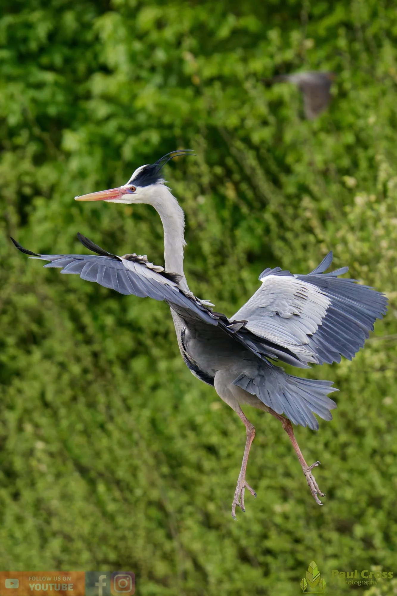 Grey Heron-00685.jpg