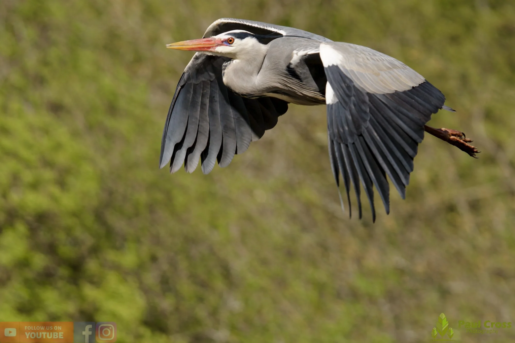 Grey Heron-00686.jpg