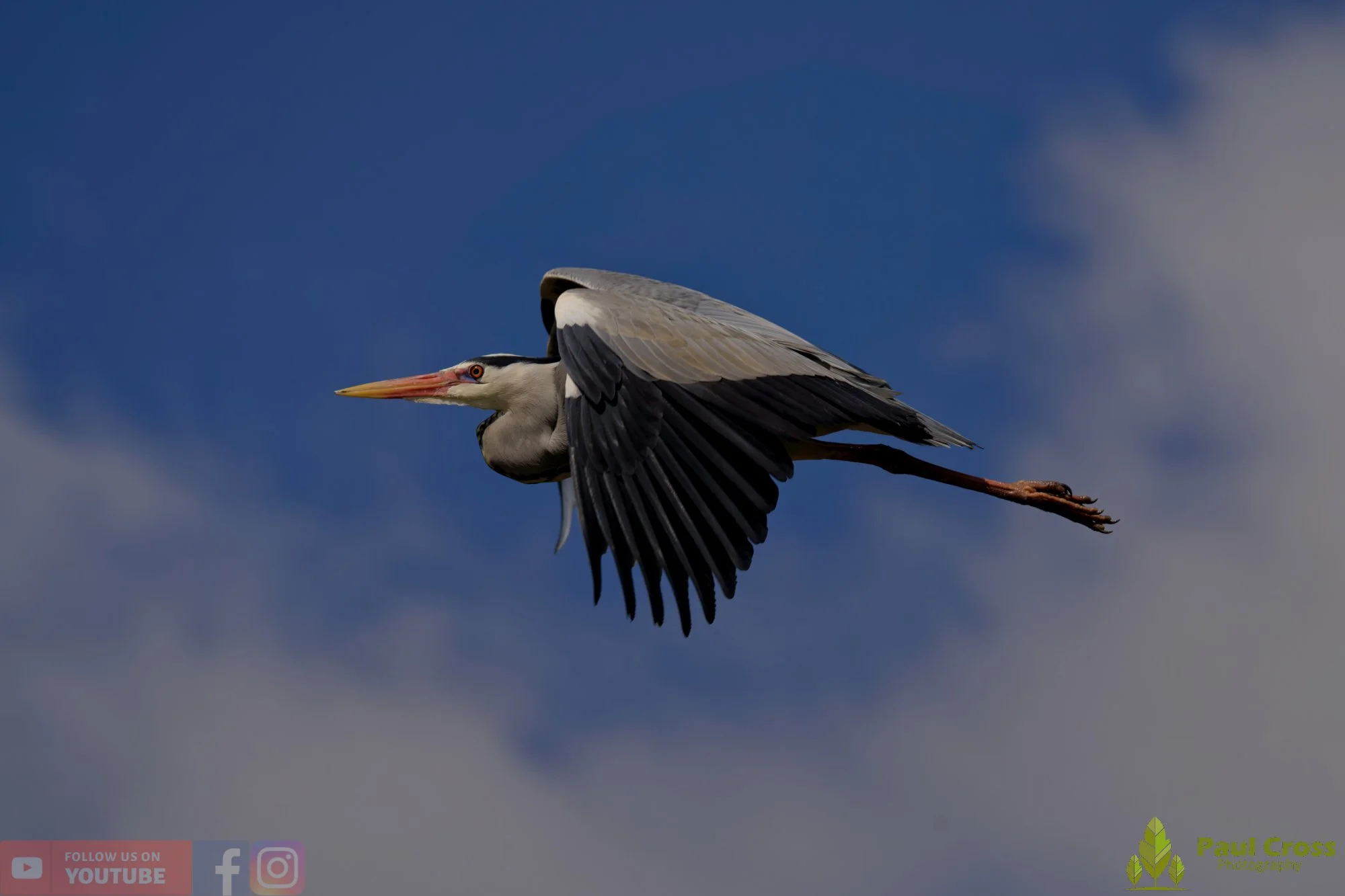 Grey Heron-00687.jpg