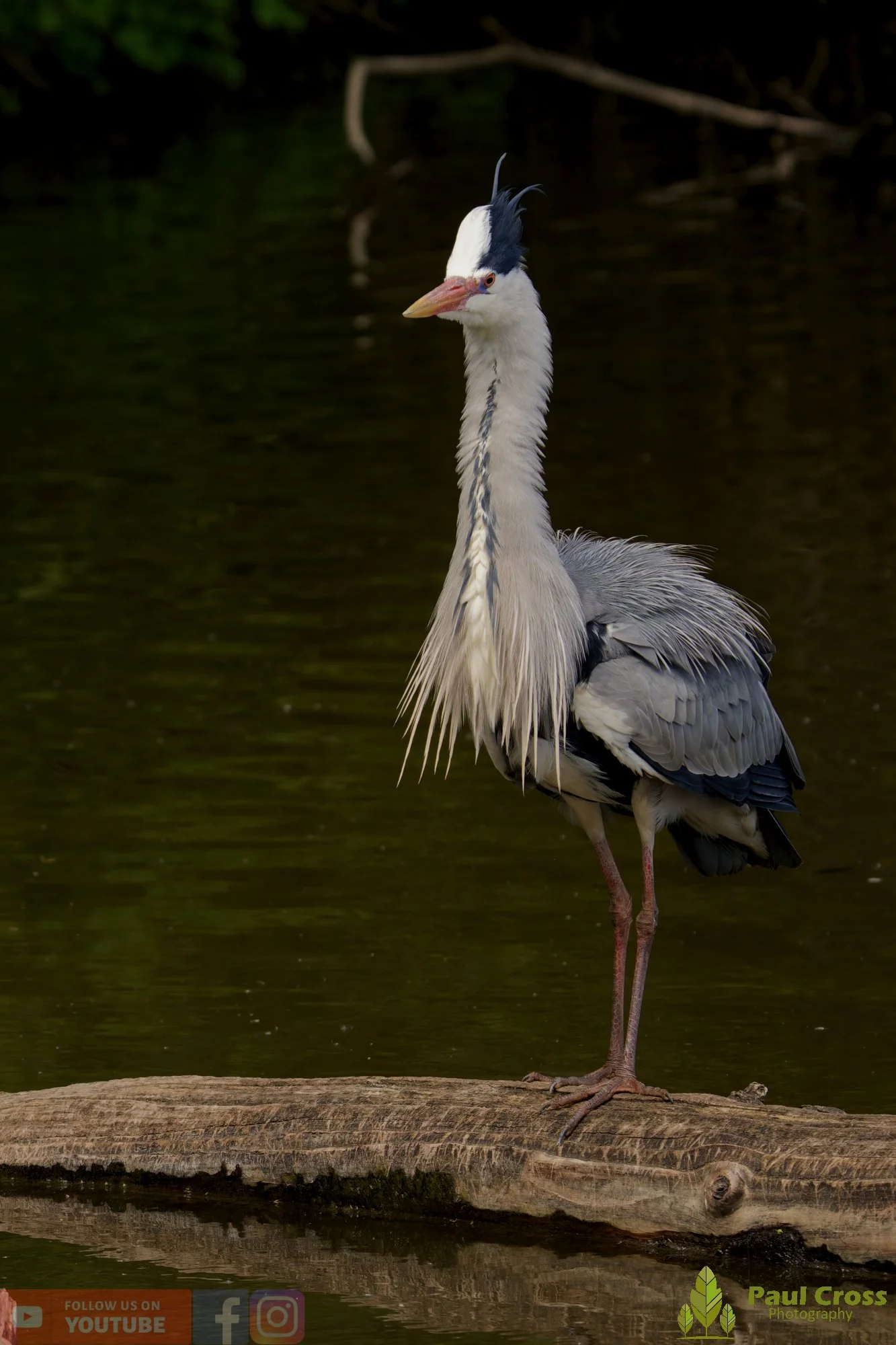 Grey Heron-00690.jpg