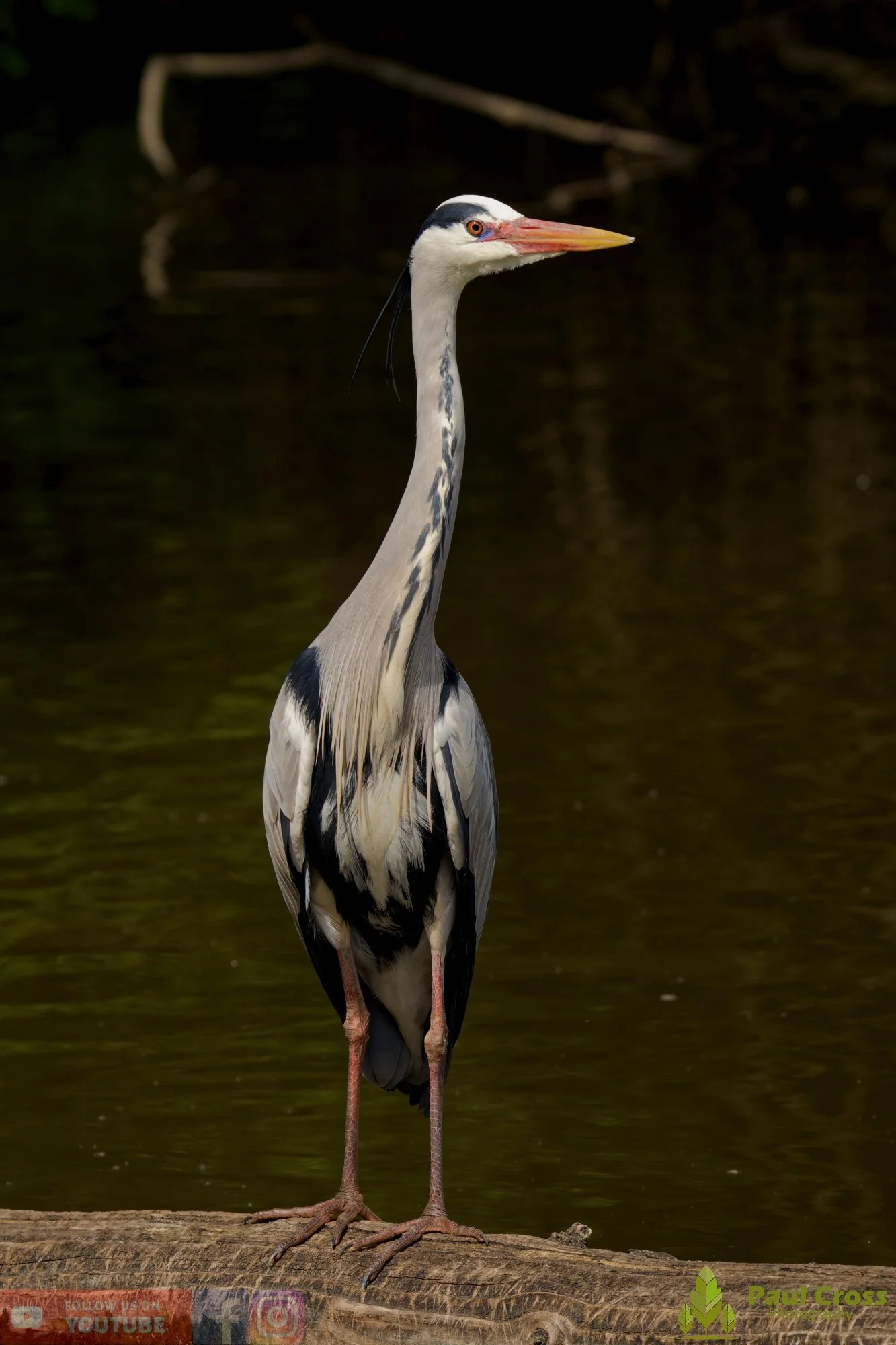 Grey Heron-00691.jpg